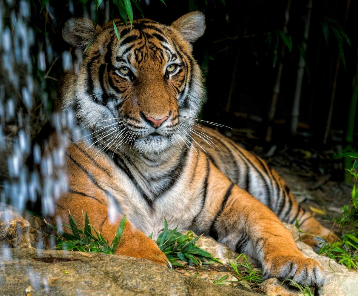 Отдыхающий тигр