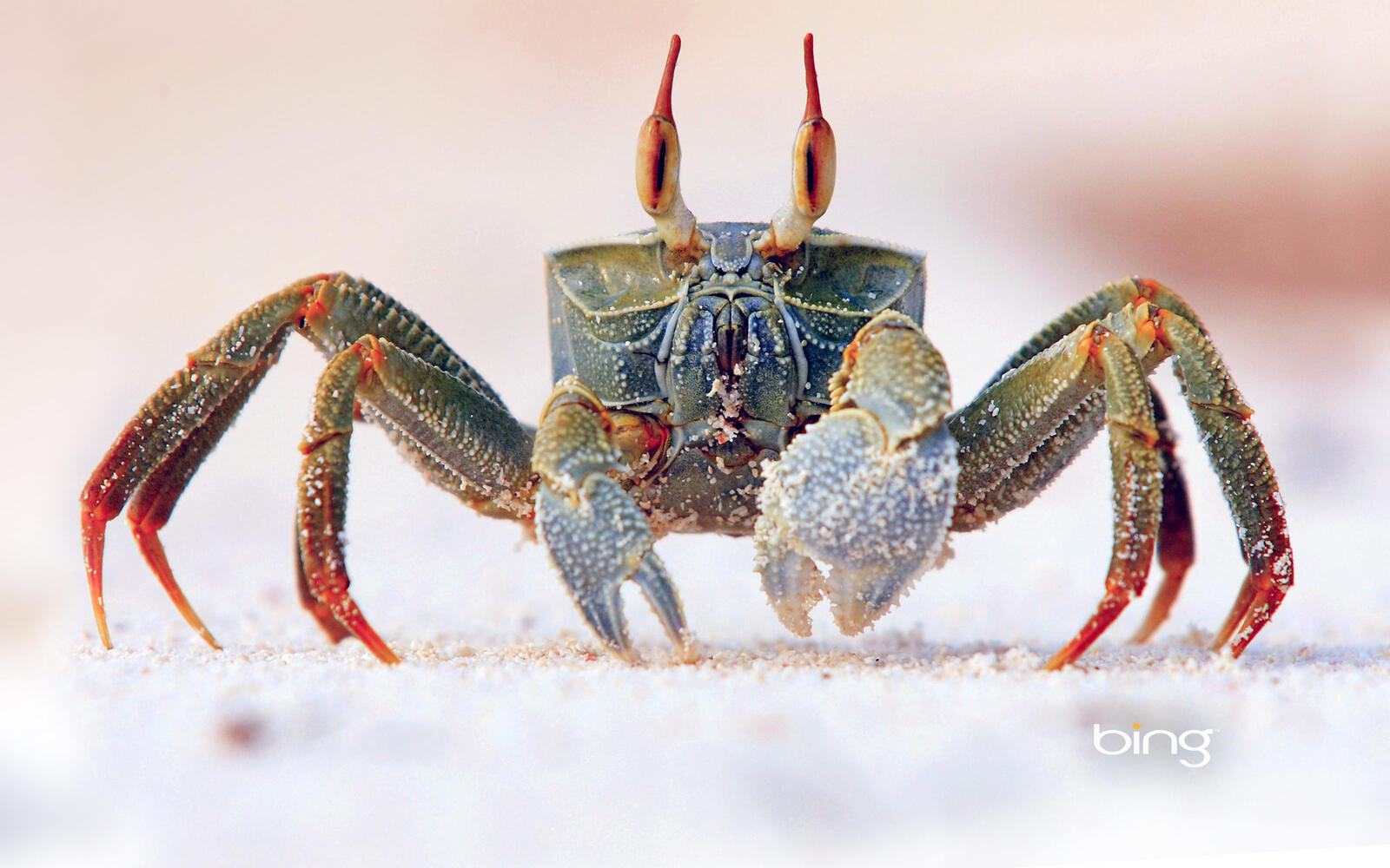 Wallpapers crab Bing nature on the desktop