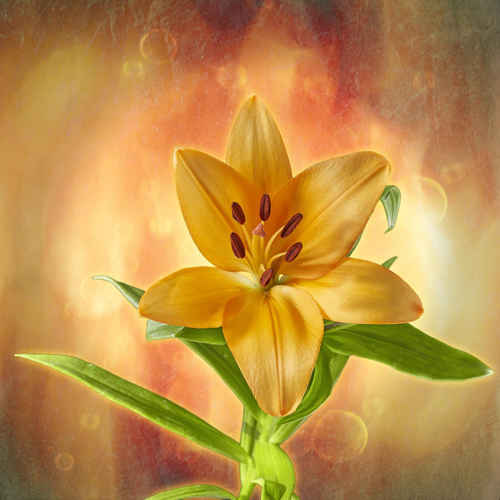 Wallpapers Lily flower background on the desktop