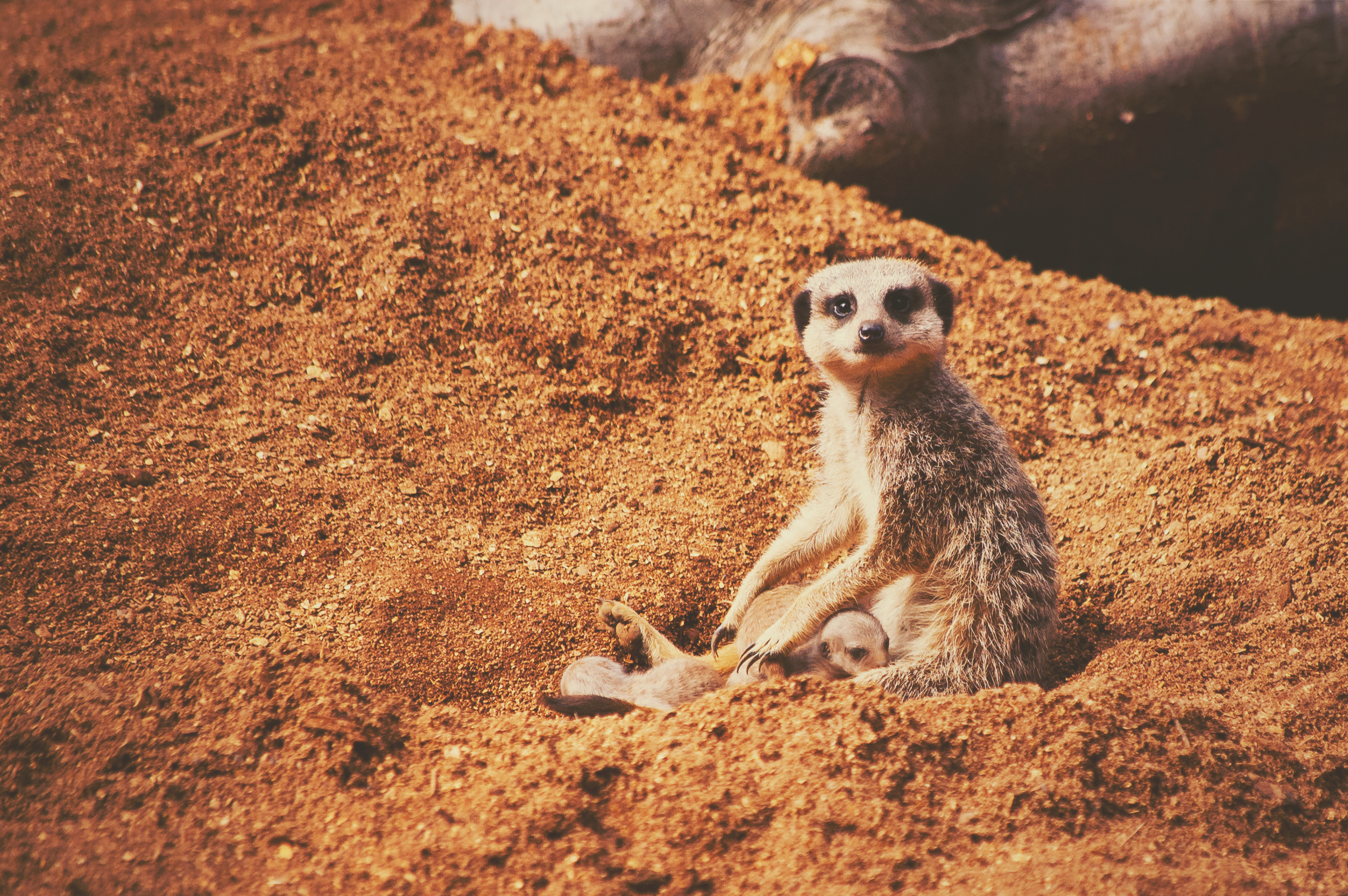Free photo Little meerkat
