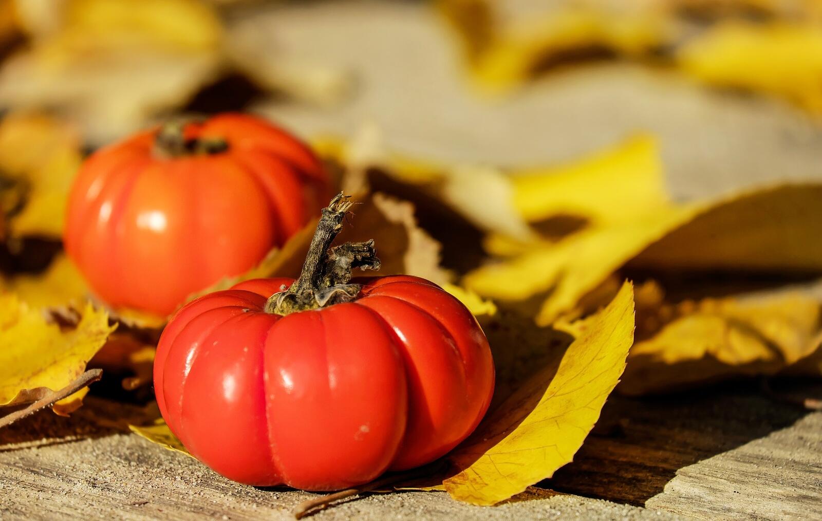 Обои помидоры декоративные листья на рабочий стол