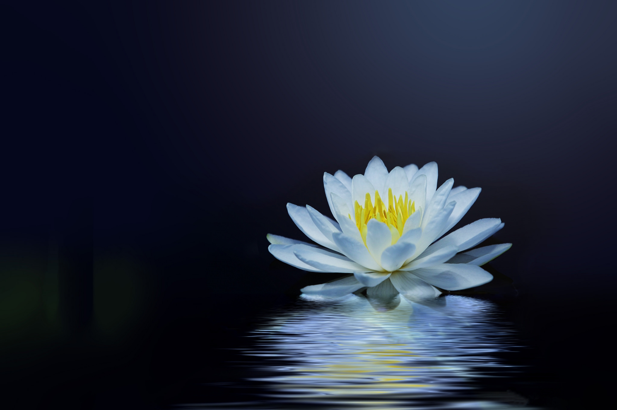 Wallpapers water lily flower pond on the desktop