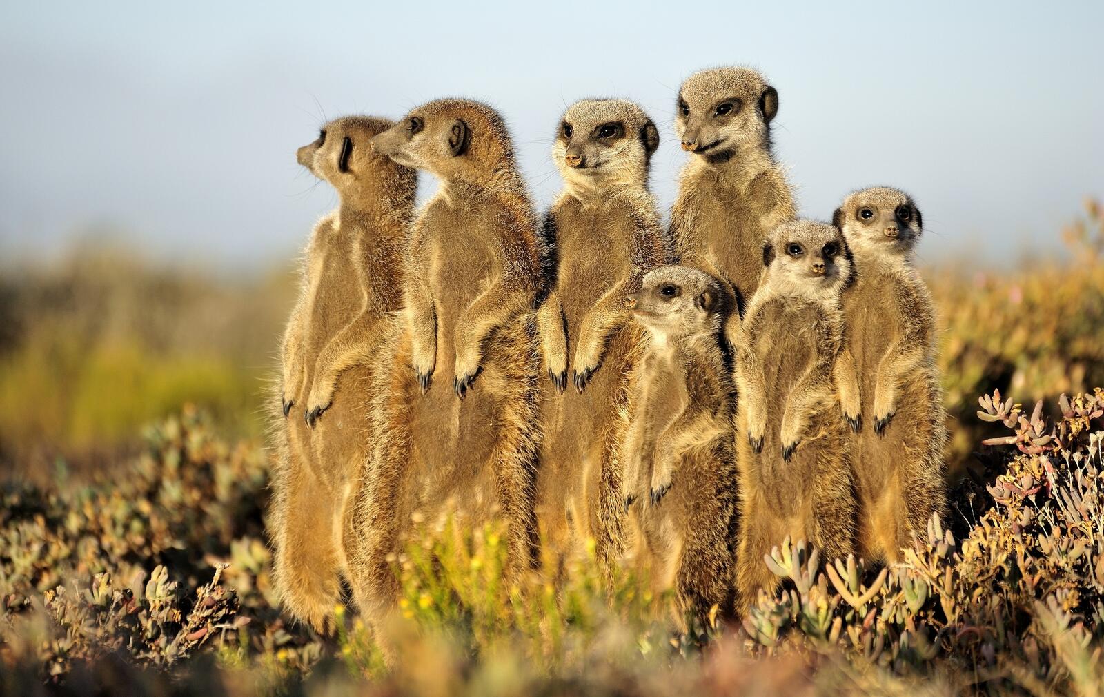 Free photo A family of meerkats