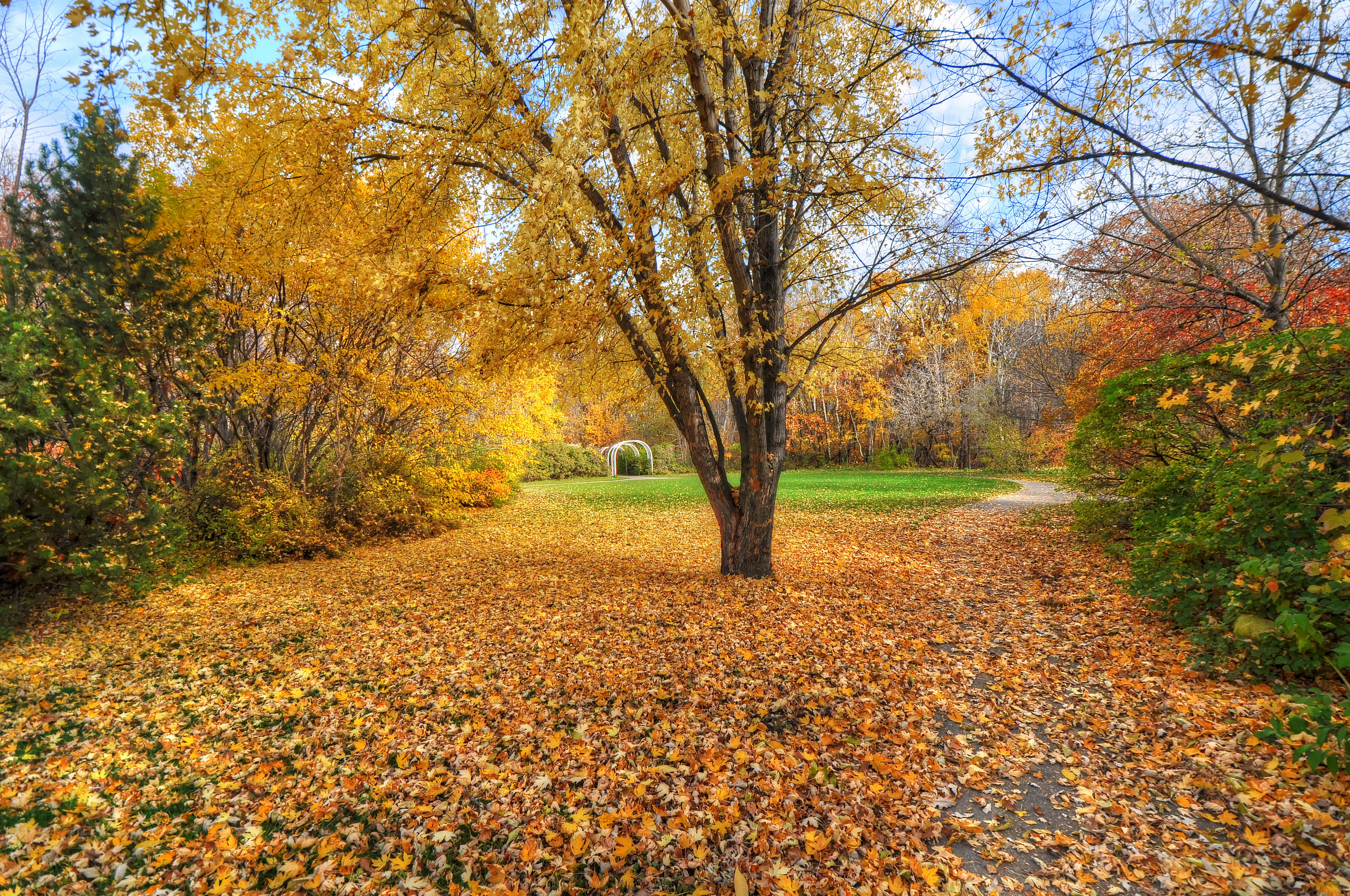 Фото бесплатно осенние листья, много листьев, парк