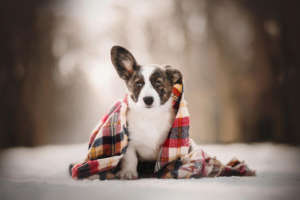 Puppy, nestled blanket