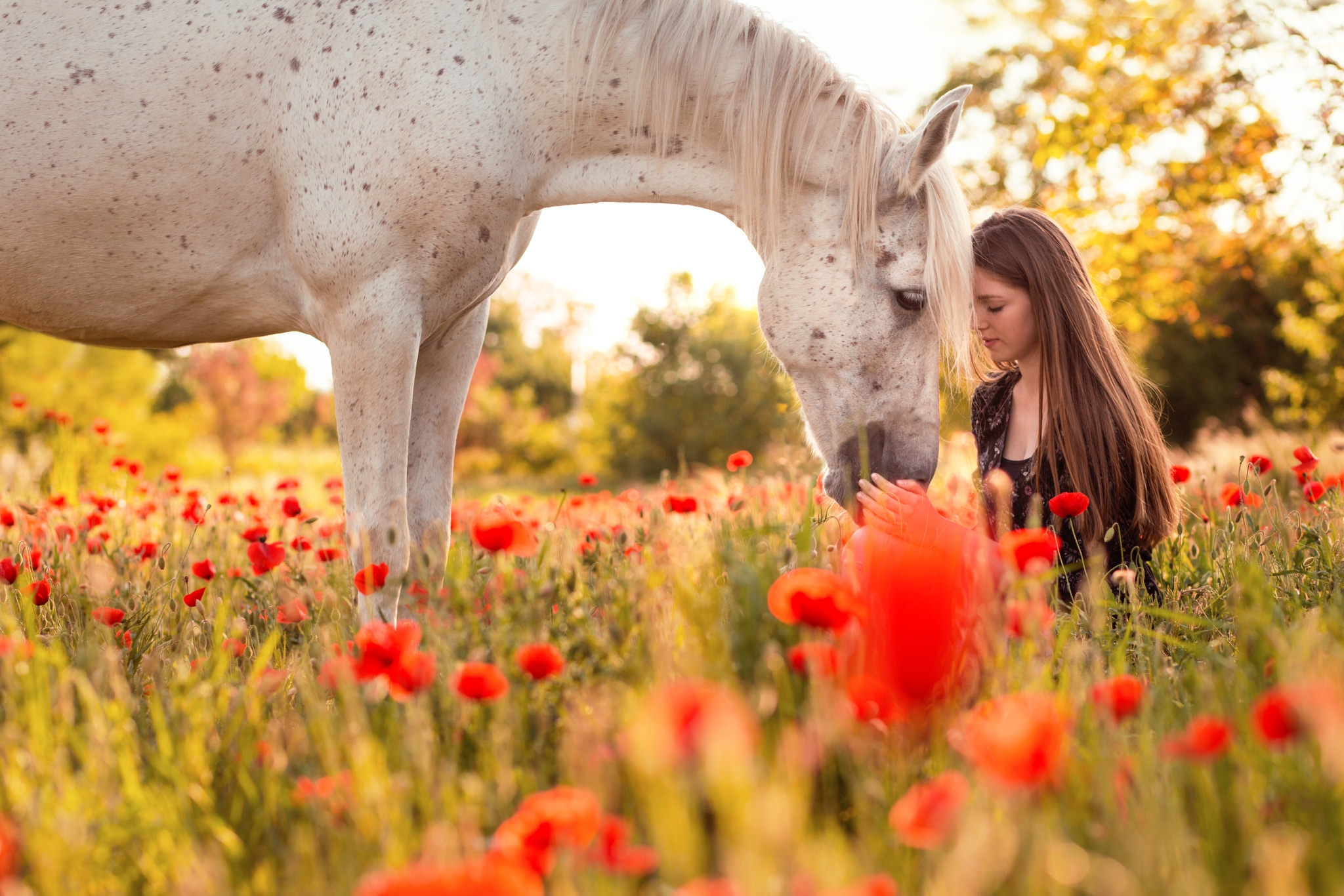 Фото бесплатно белая лошадь, цветы мака, женщина