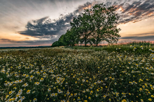 Field of daisies at sunset