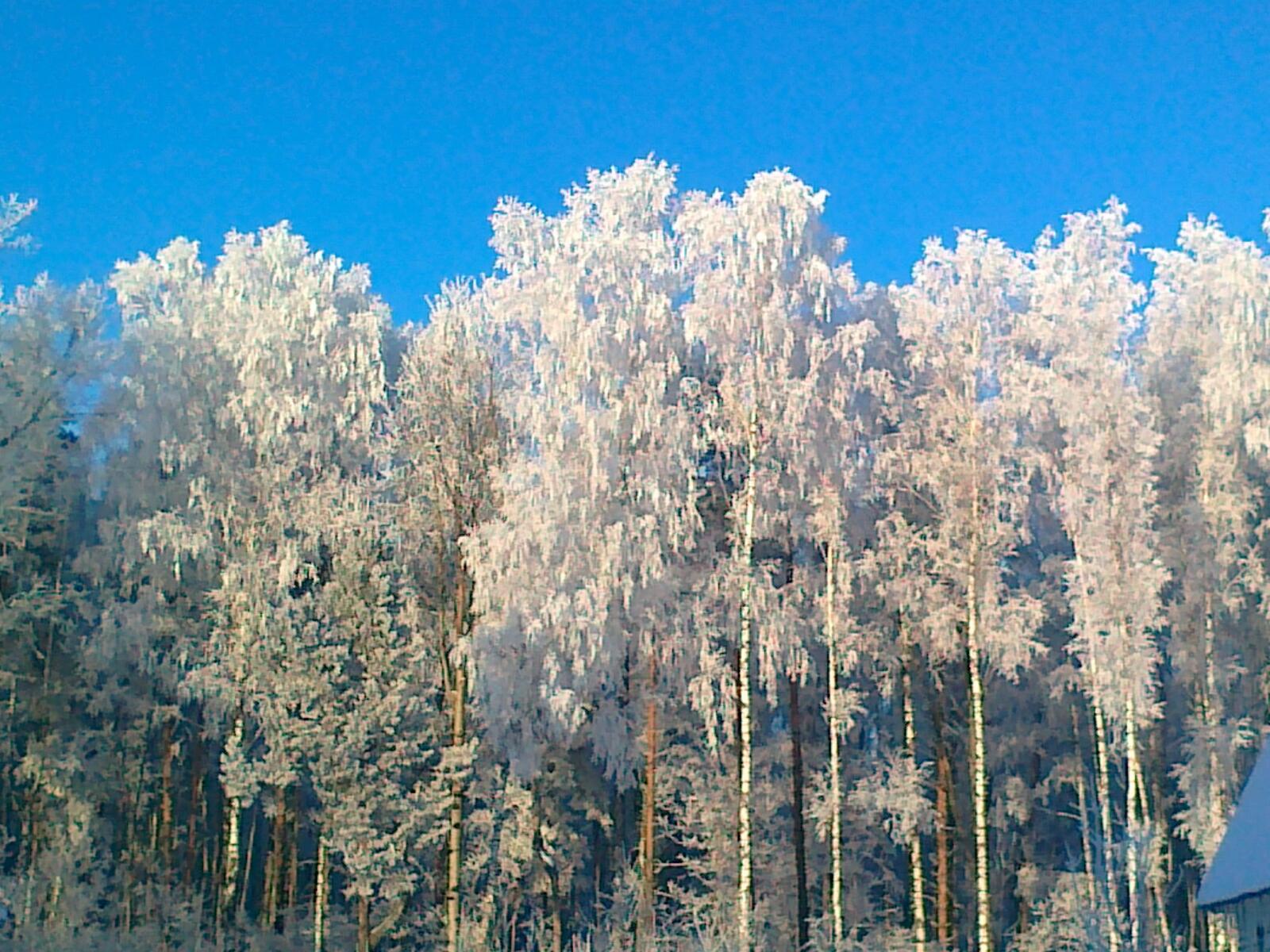Обои лес зима иней на рабочий стол