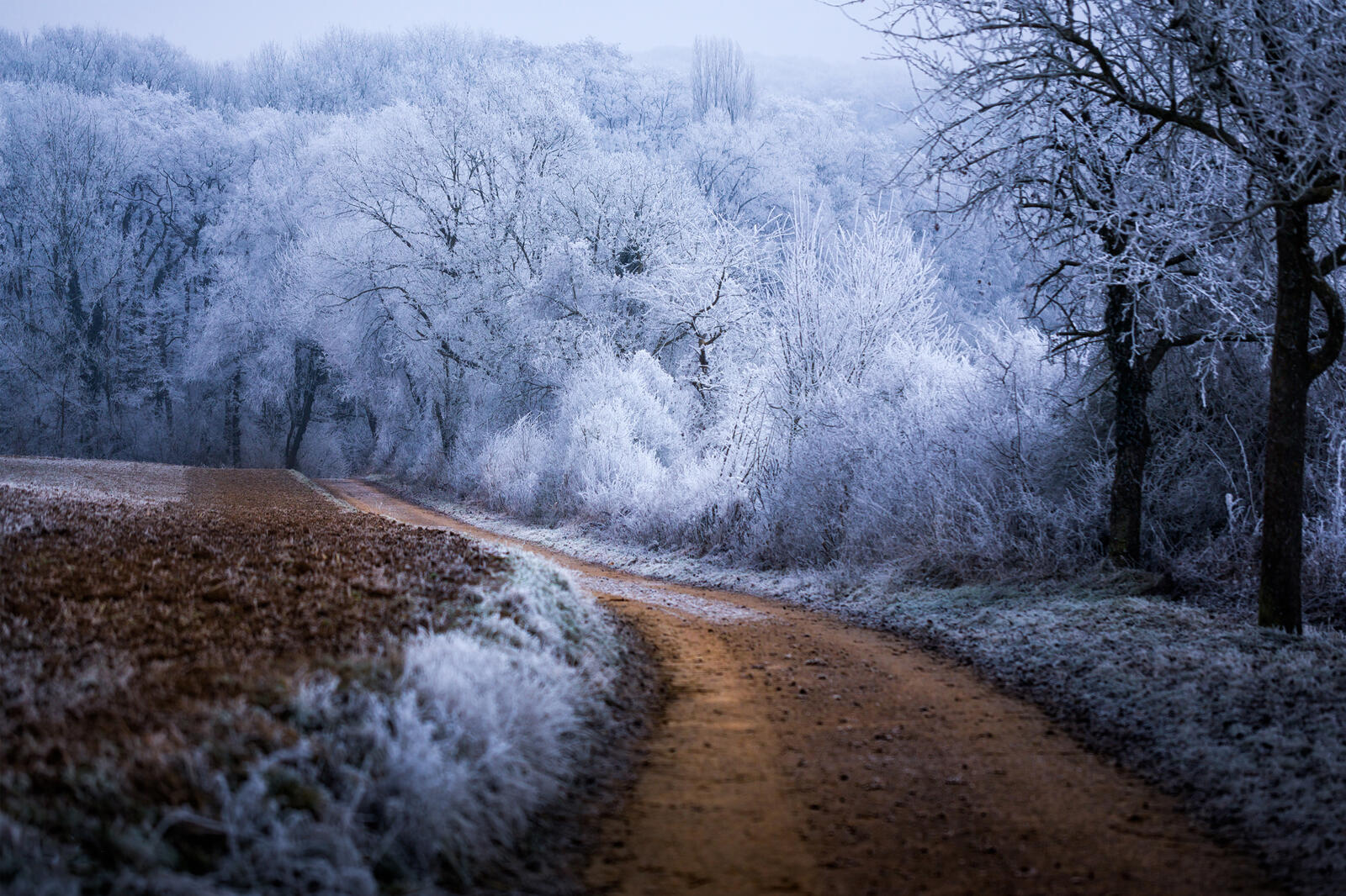 Wallpapers frost forest Germany on the desktop