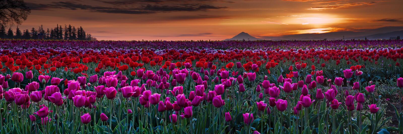 Wallpapers field of tulips sunset field on the desktop