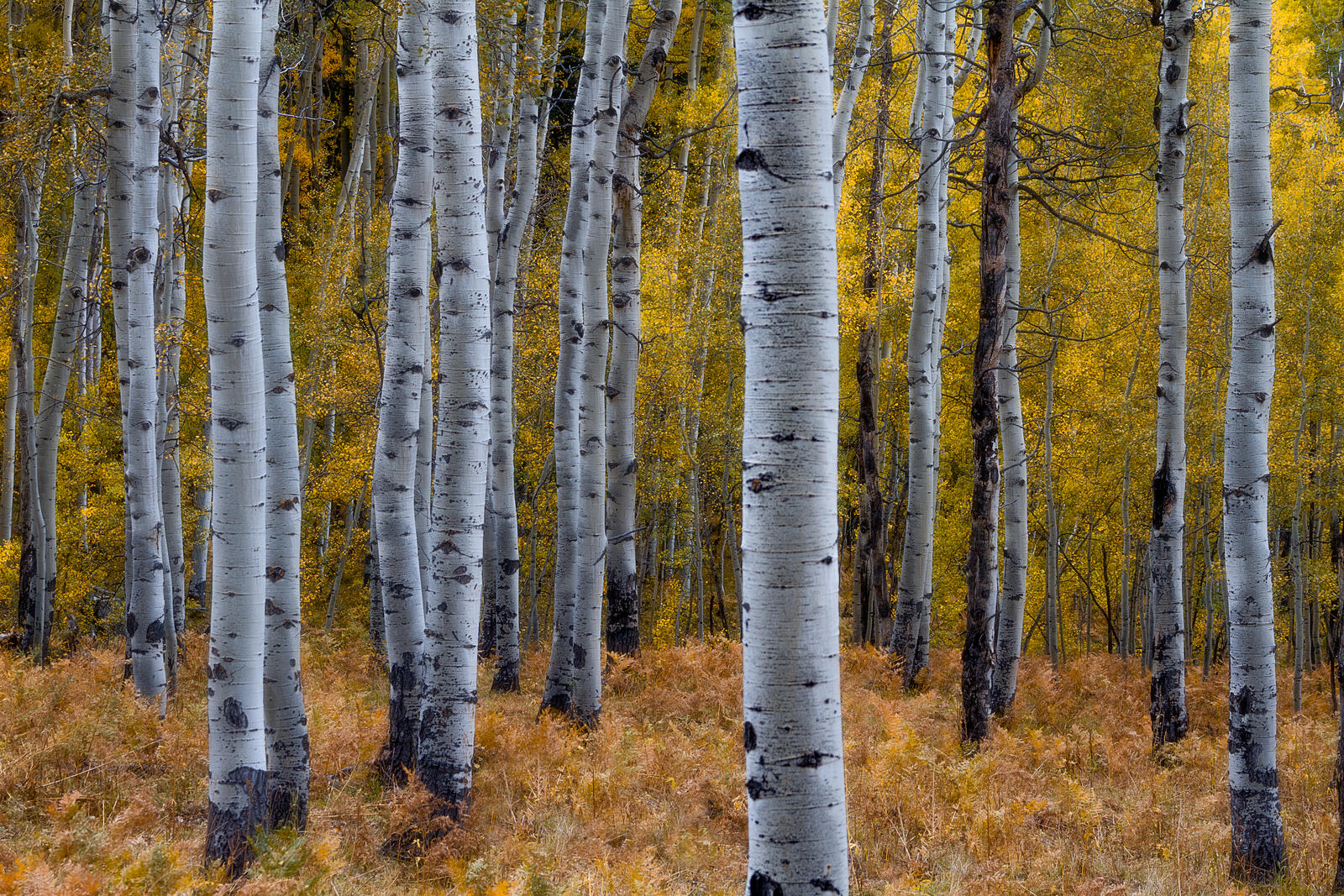 免费照片秋天的阿斯彭森林