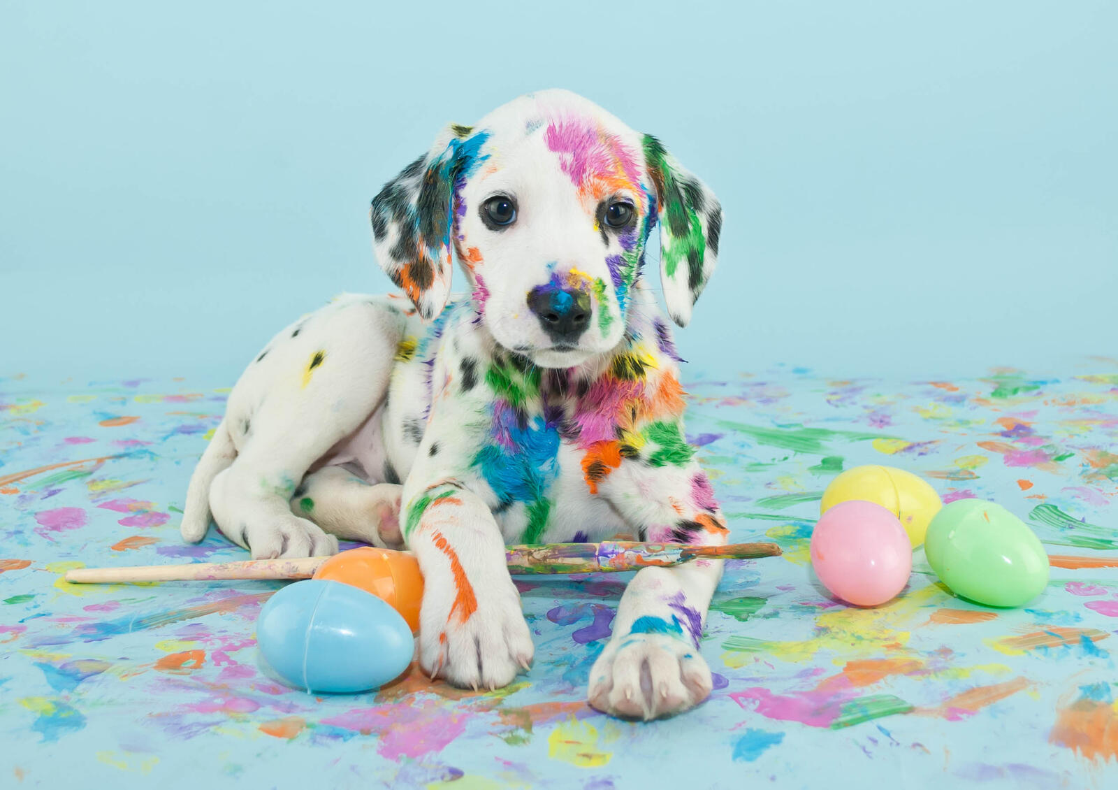 Wallpapers puppy paint play on the desktop