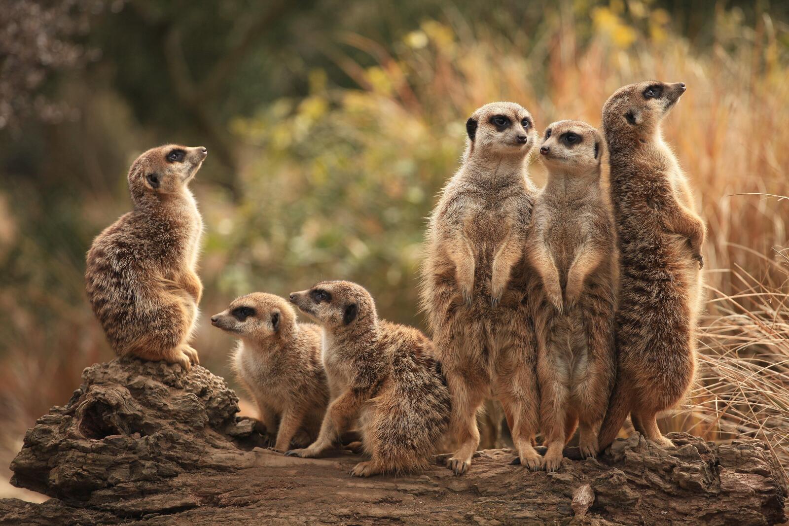 Free photo What are these funny meerkats))