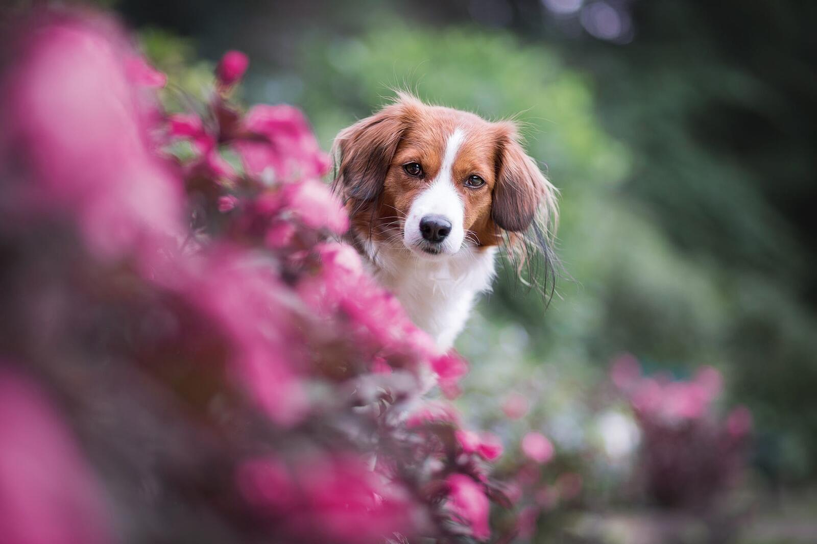 Бесплатное фото Собачка в розовых цветах