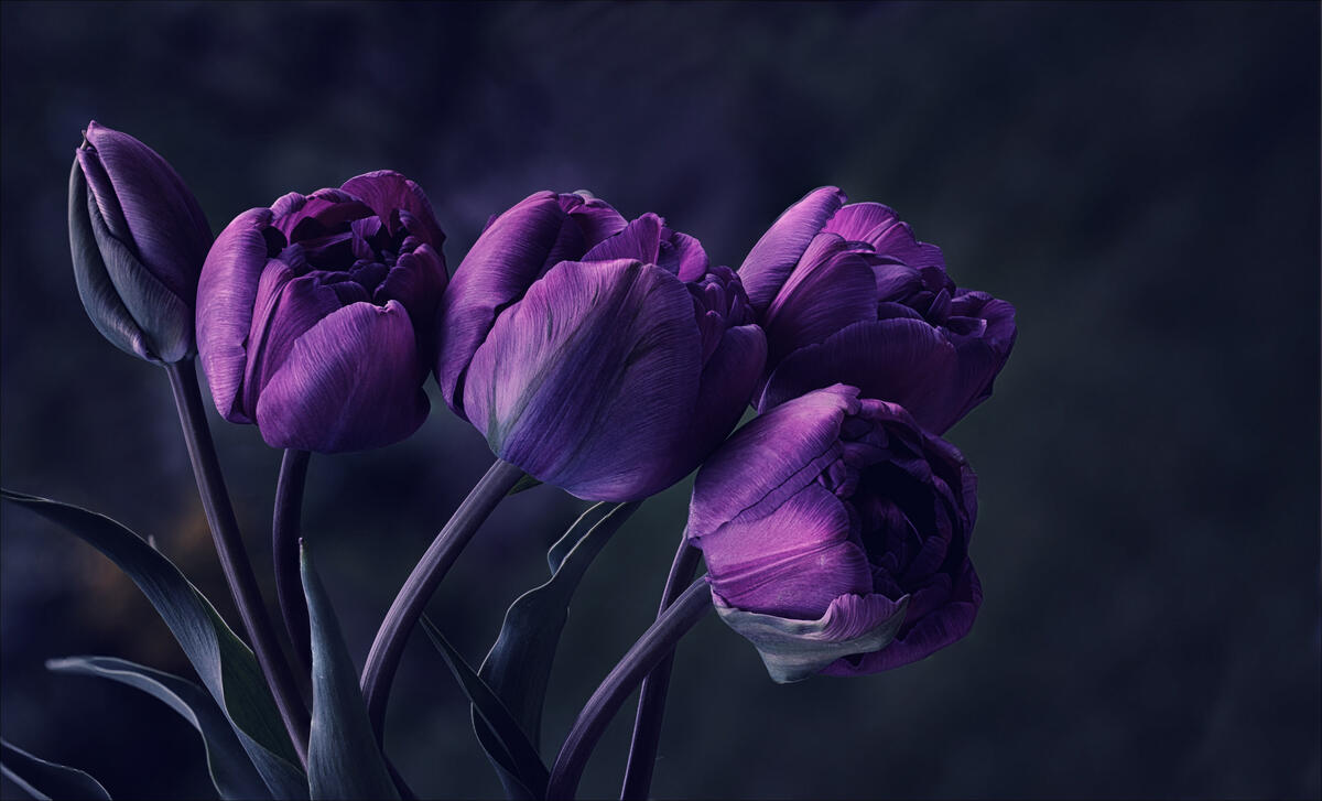 Букет красивых тюльпанов