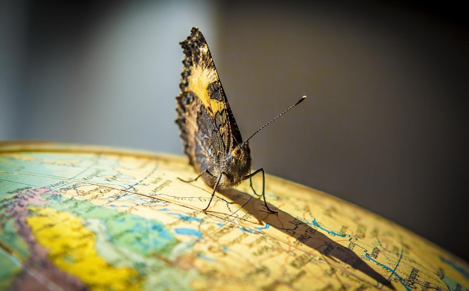 Wallpapers butterfly insects globe on the desktop