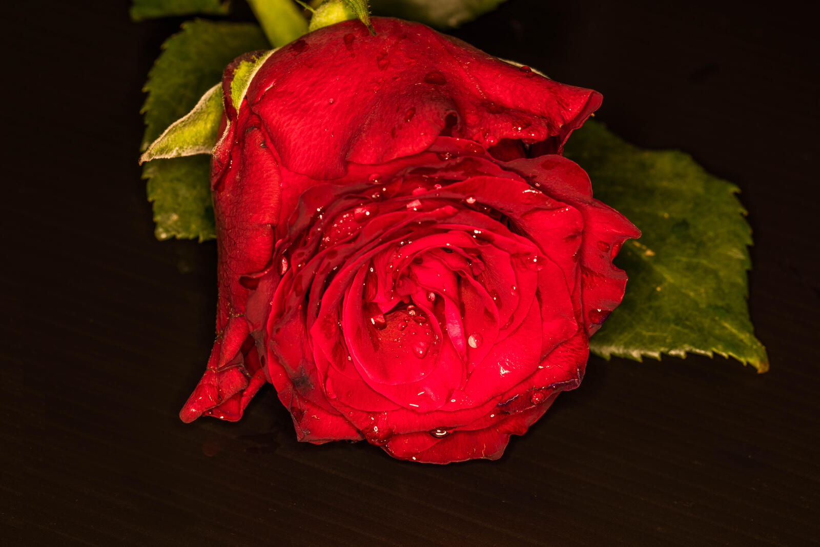 Обои цветущая роза цветок роза на рабочий стол