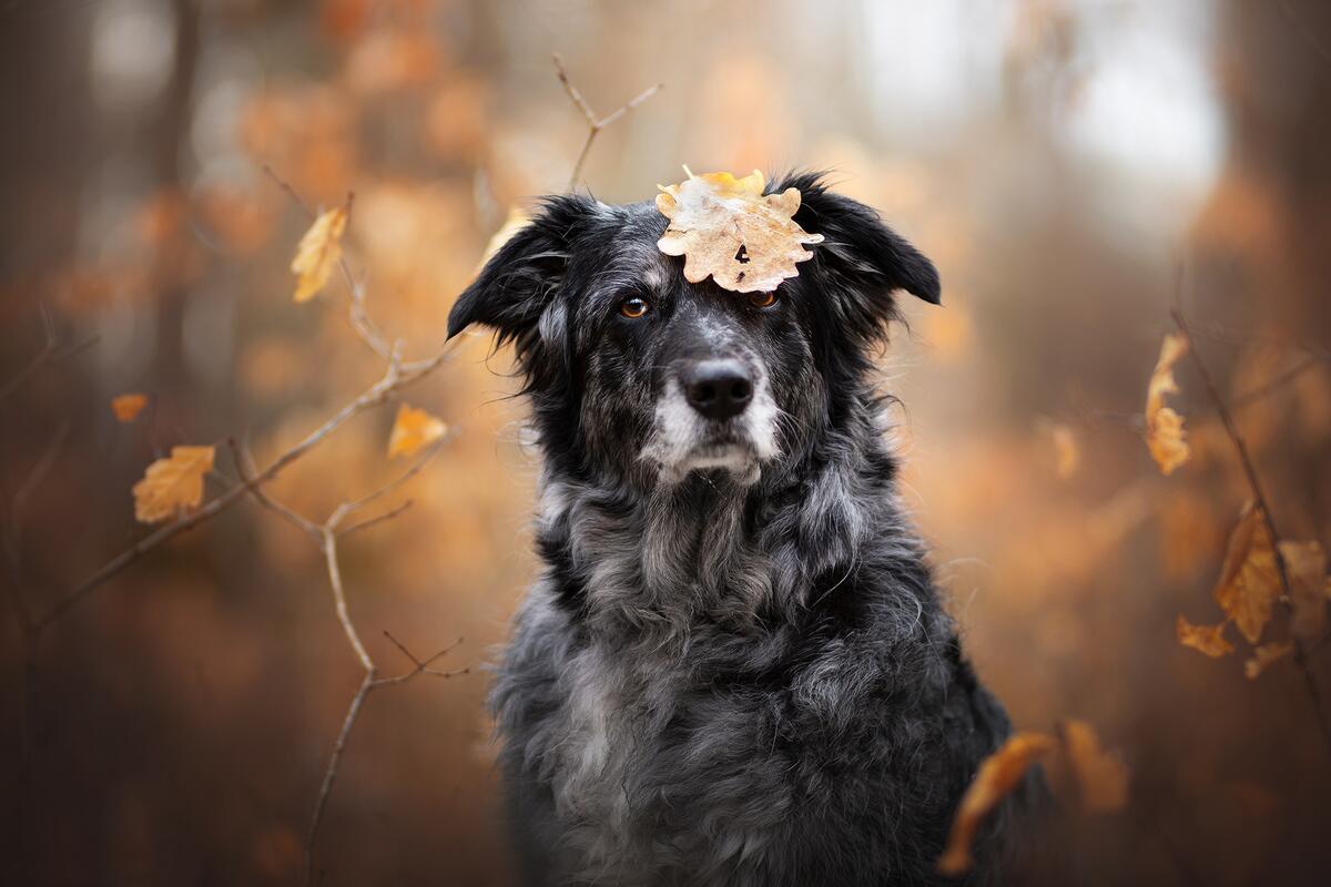 Dog and autumn leaf