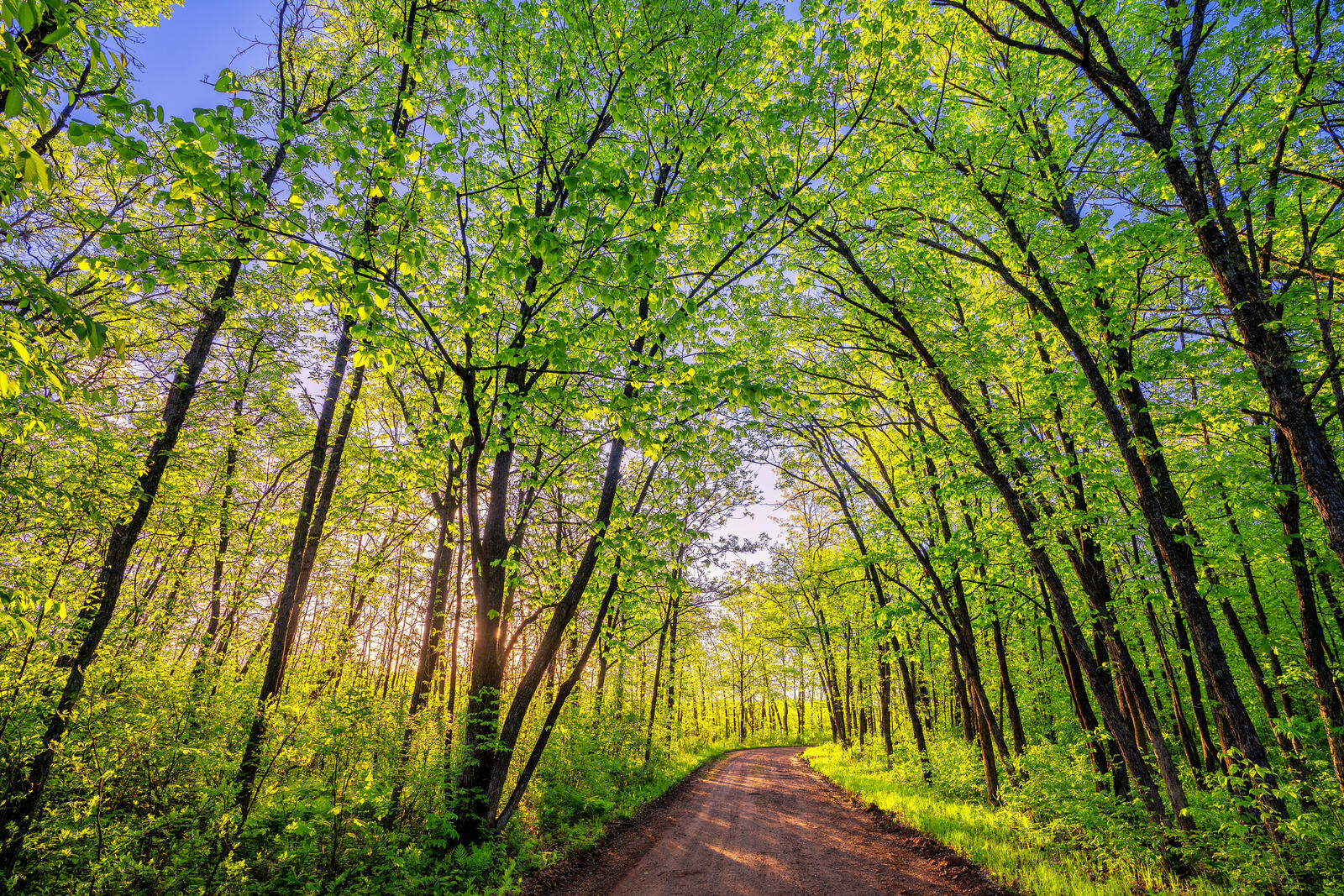 Wallpapers Dirt Road at Saint Croix State Park trees road on the desktop