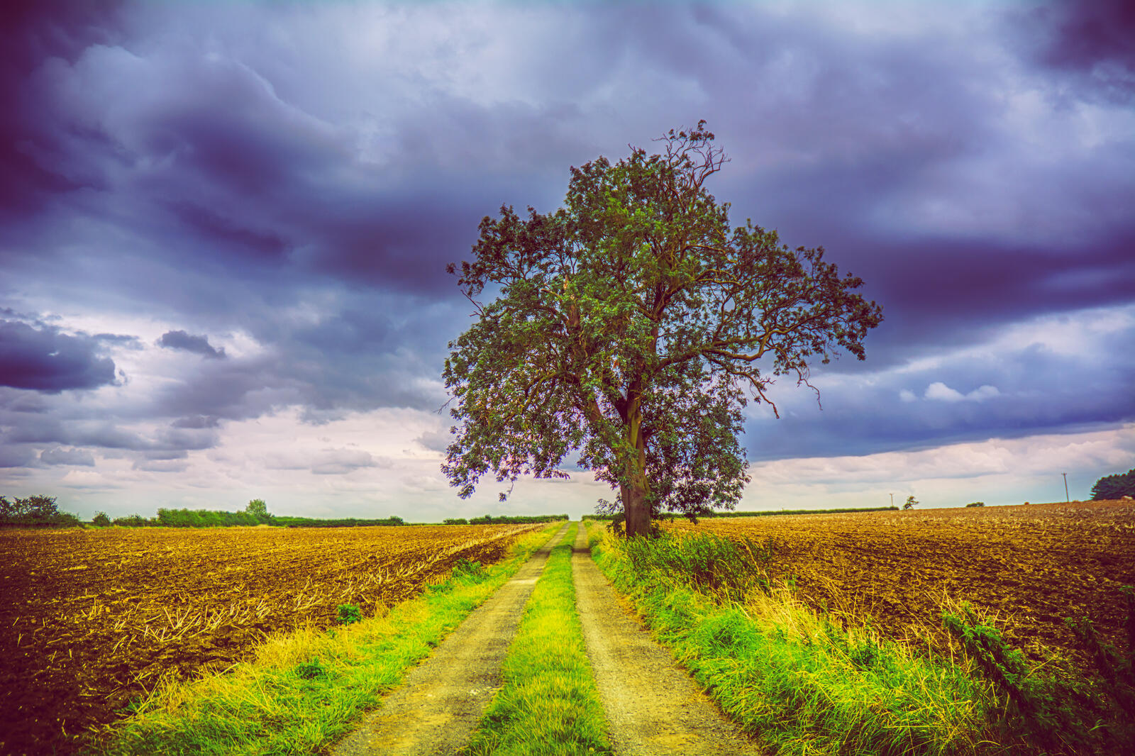 Бесплатное фото Одинокое дерево по среди поля