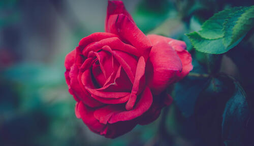 Красная одинокая роза