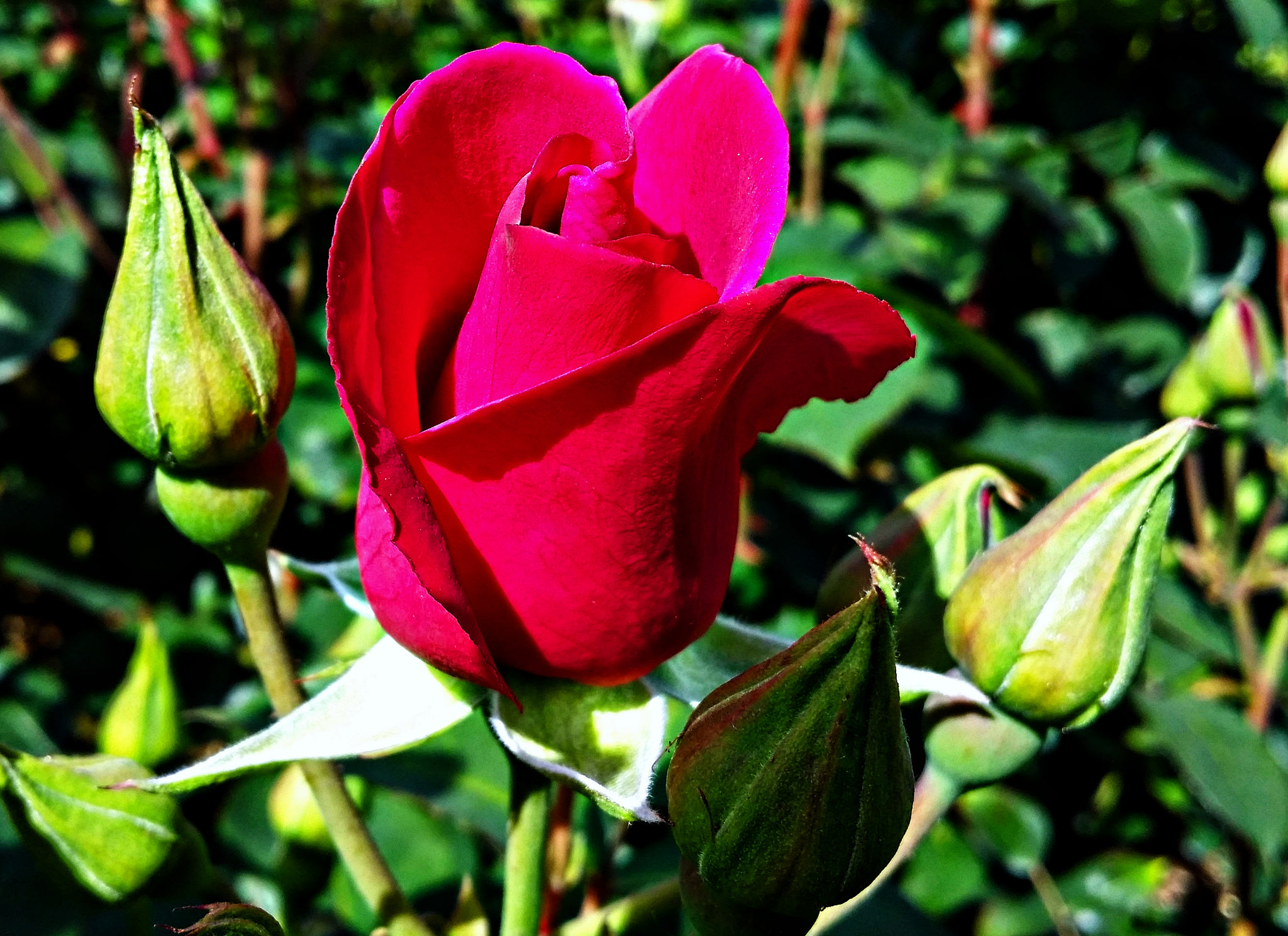 Free photo Close-up photo of a red rose