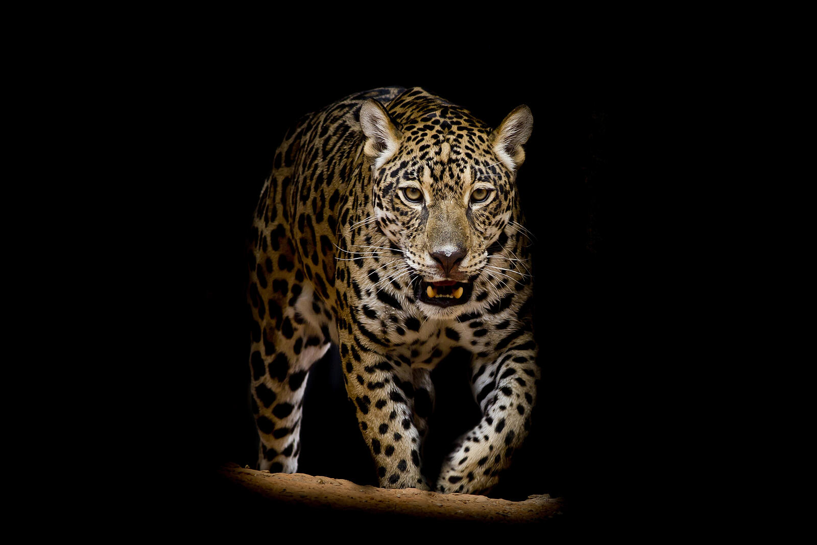 Wallpapers cat family leopard Leopard portrait on the desktop