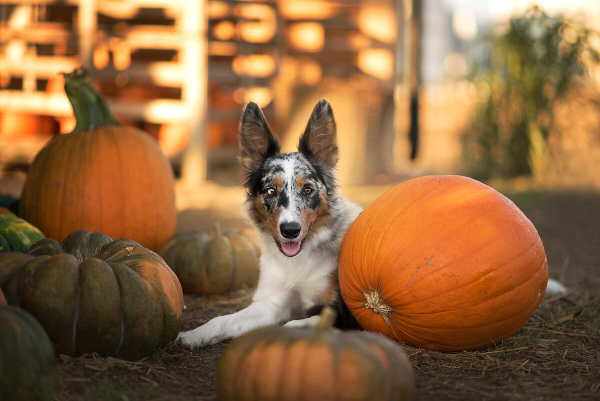 A dog with a big pumpkin