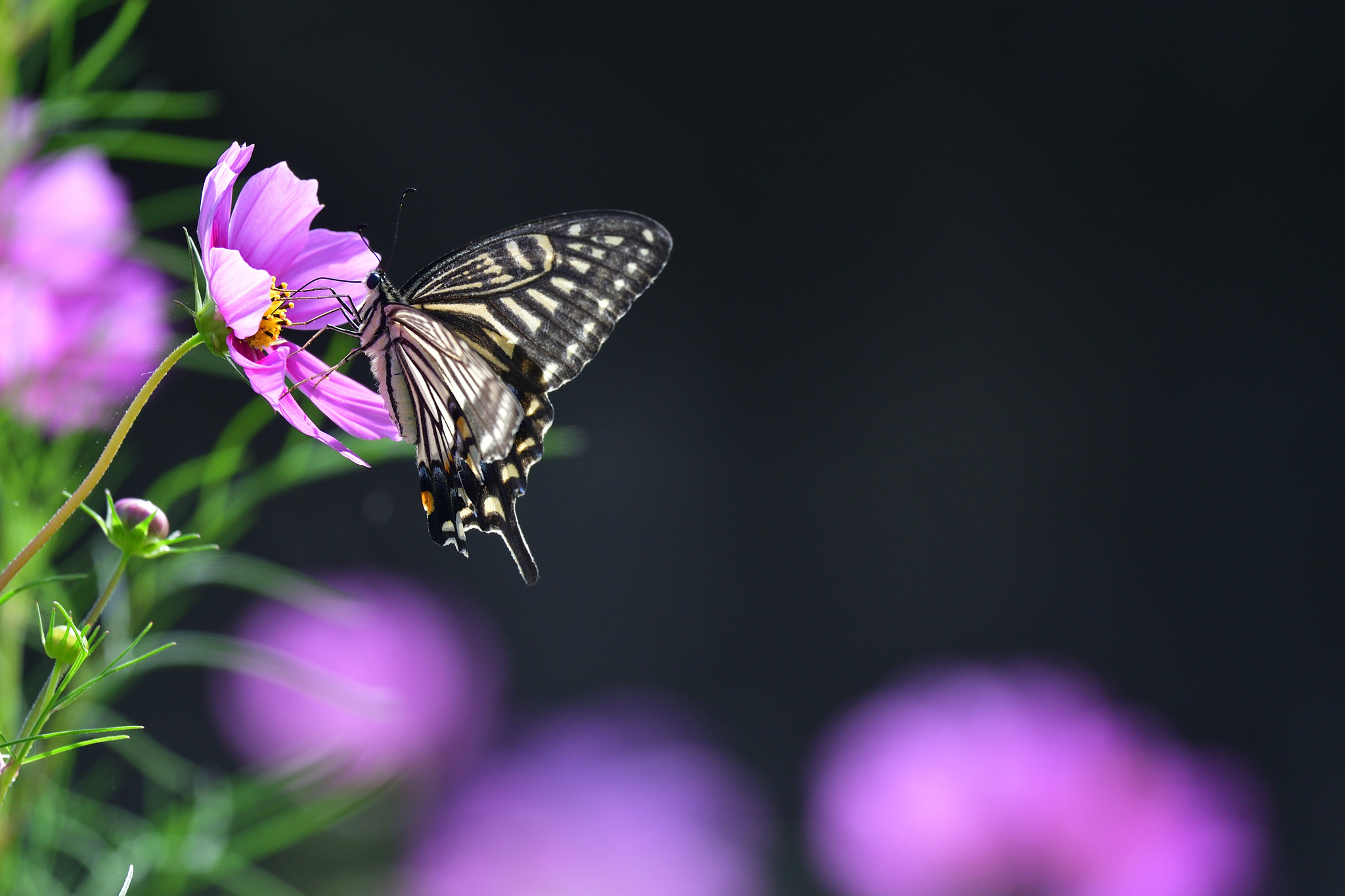 Wallpapers Cosmos with Swallowtail flower space on the desktop