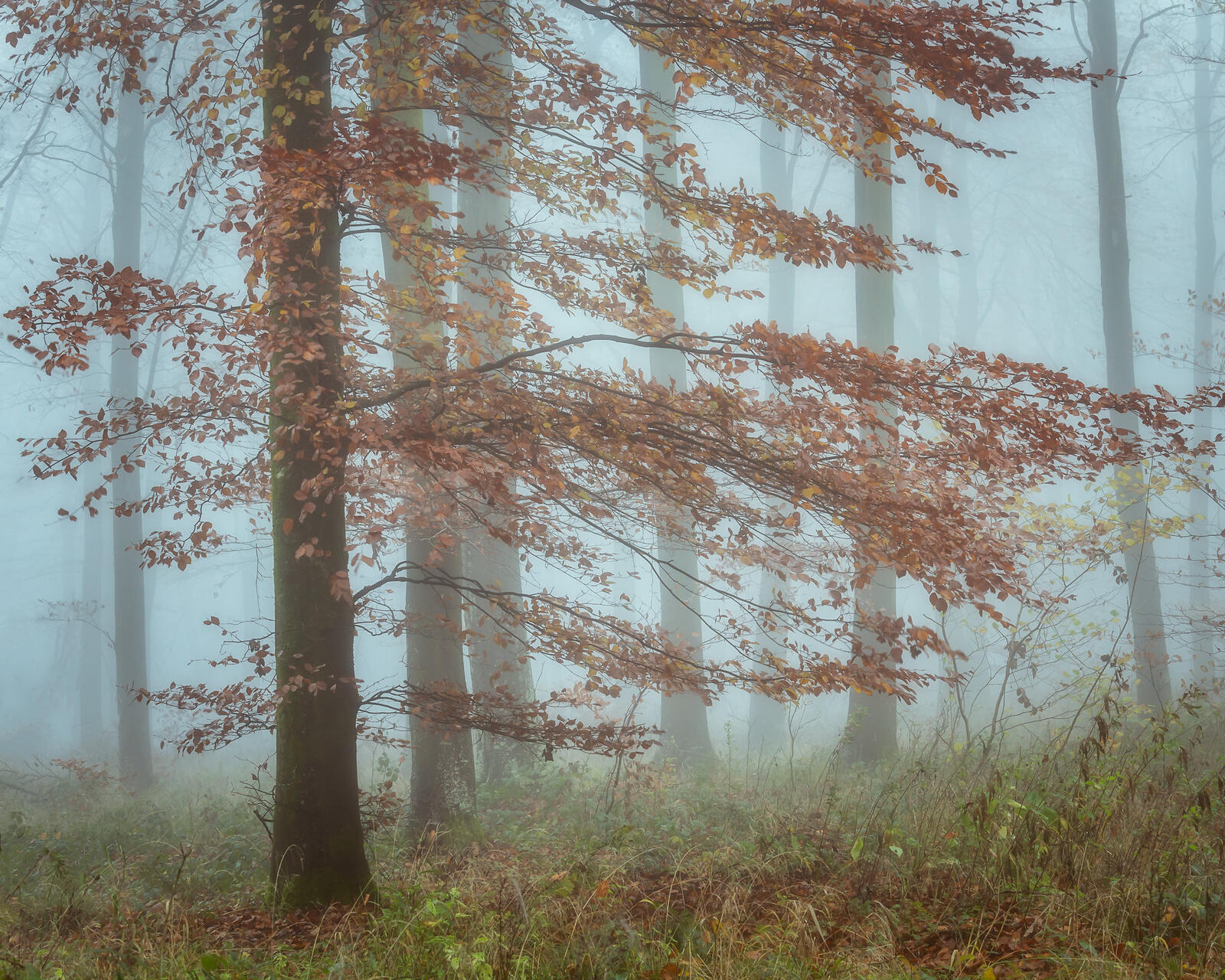 Wallpapers fog in the forest coniferous forest landscape on the desktop