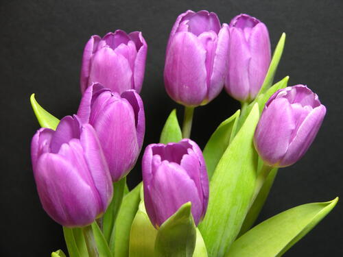 Нежные тюльпаны · бесплатное фото