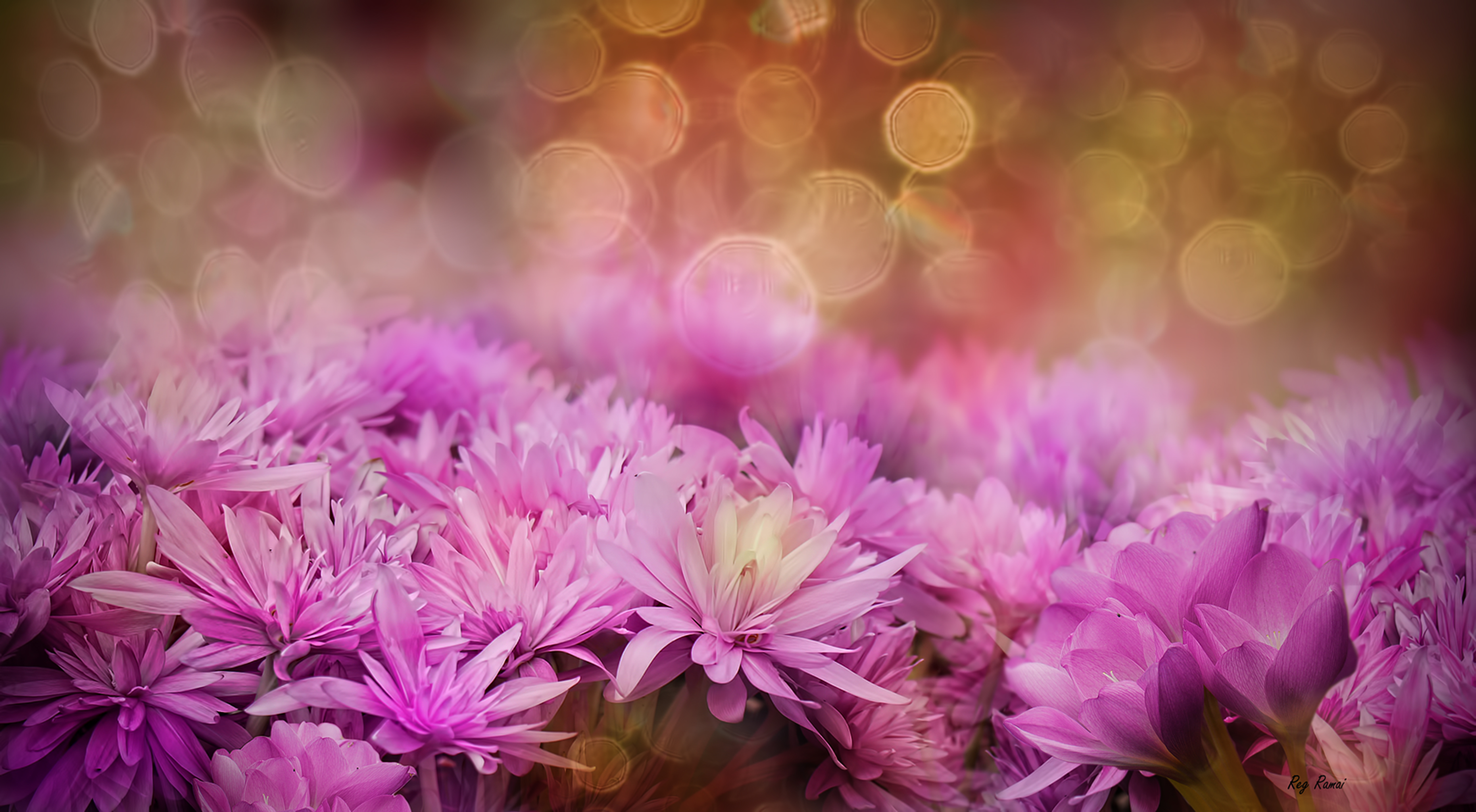 Бесплатное фото Розовые цветочки