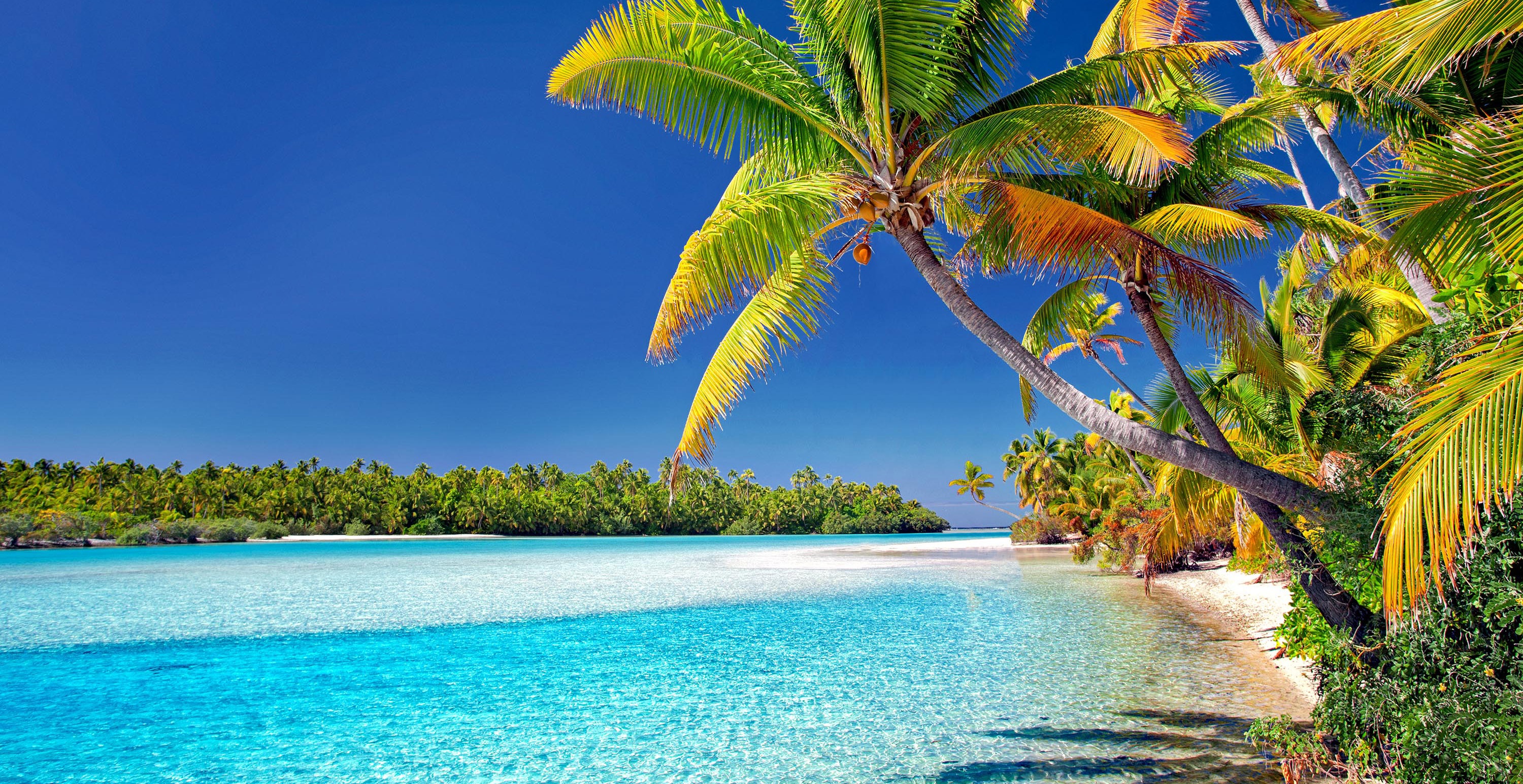 桌面上的壁纸库克群岛 海滩 棕榈树