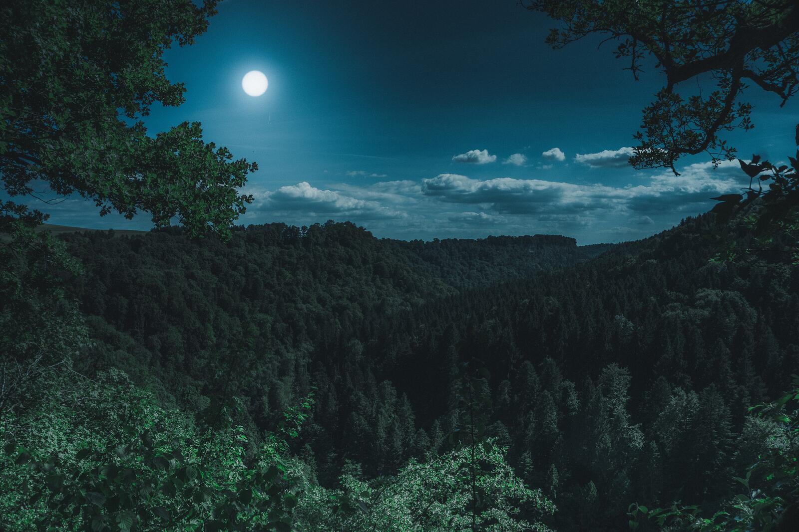 Обои лес ночь фотография на рабочий стол