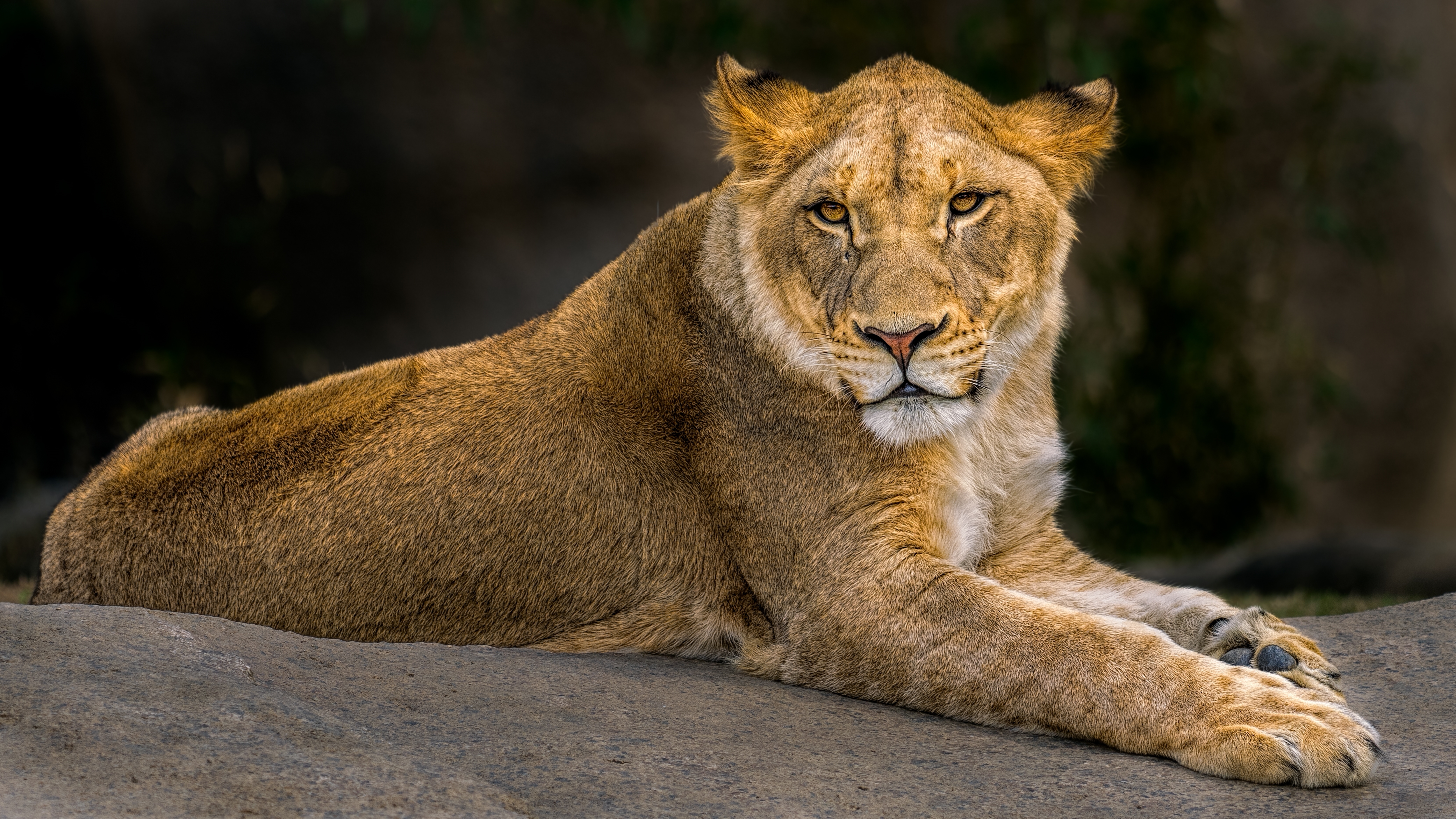 A lioness at rest