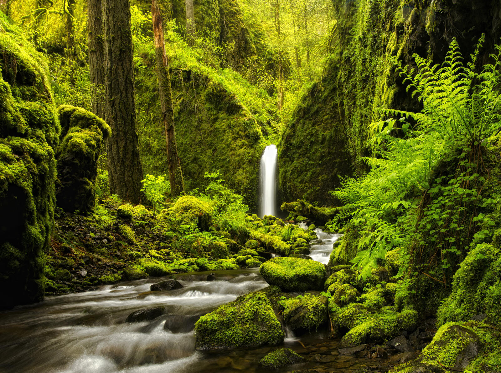 Обои ущелье реки колумбия зеленый мох Орегон на рабочий стол