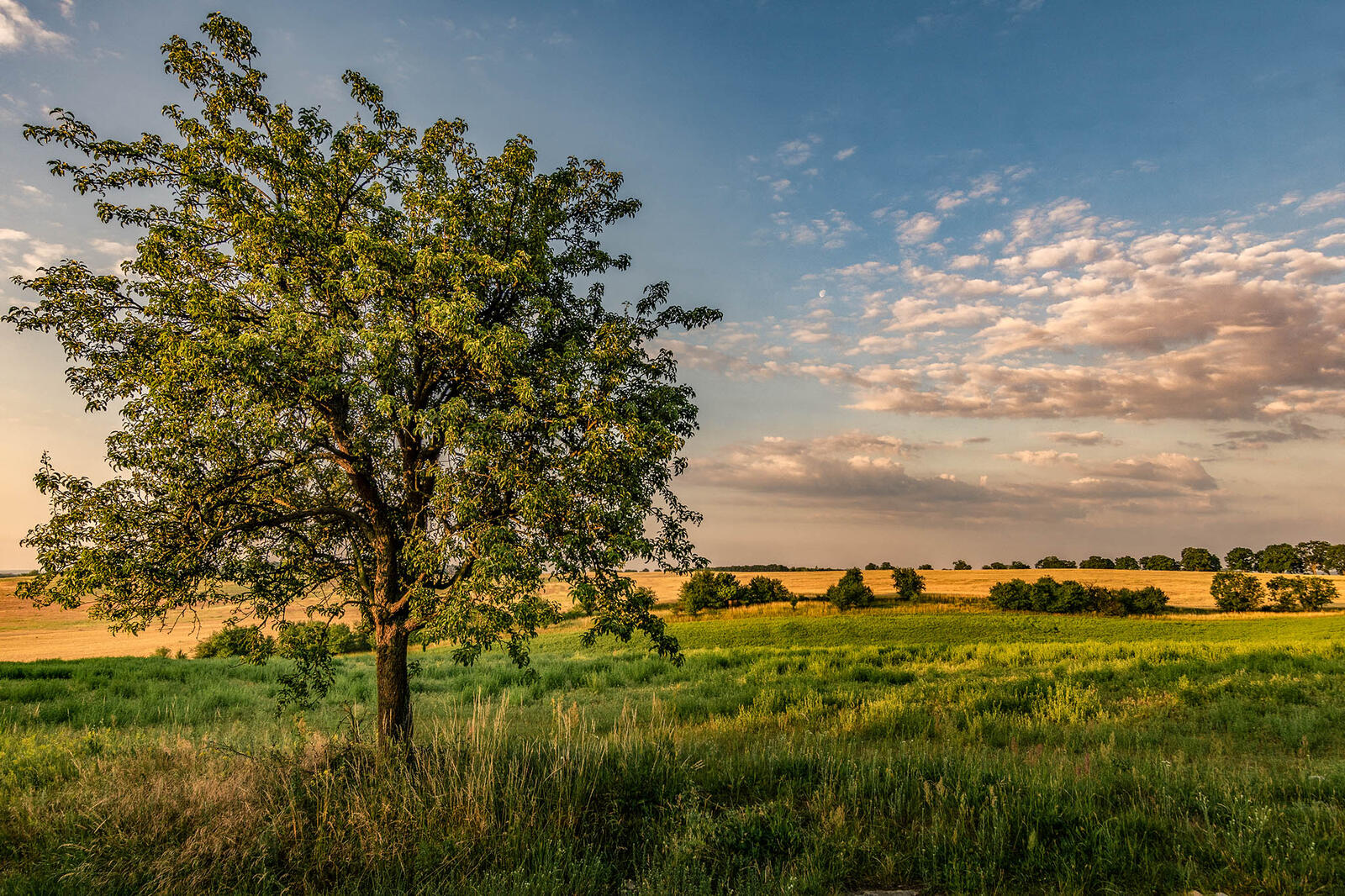 Бесплатное фото Зеленое дерево в поле