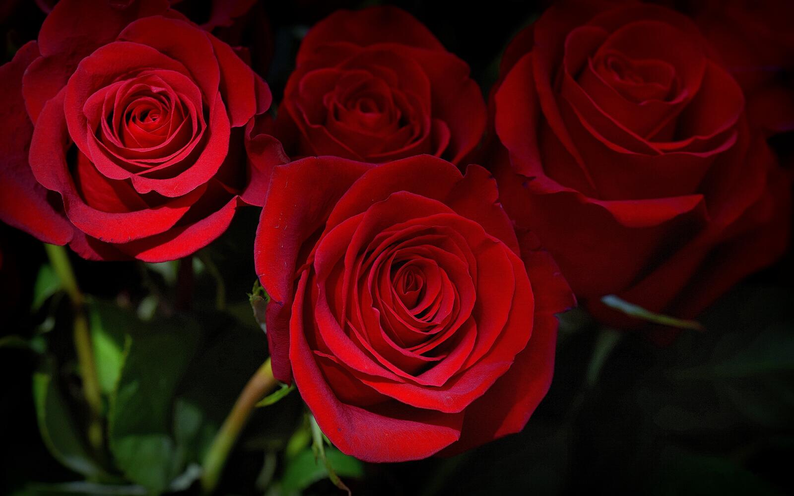 Обои роза цветок букет на рабочий стол