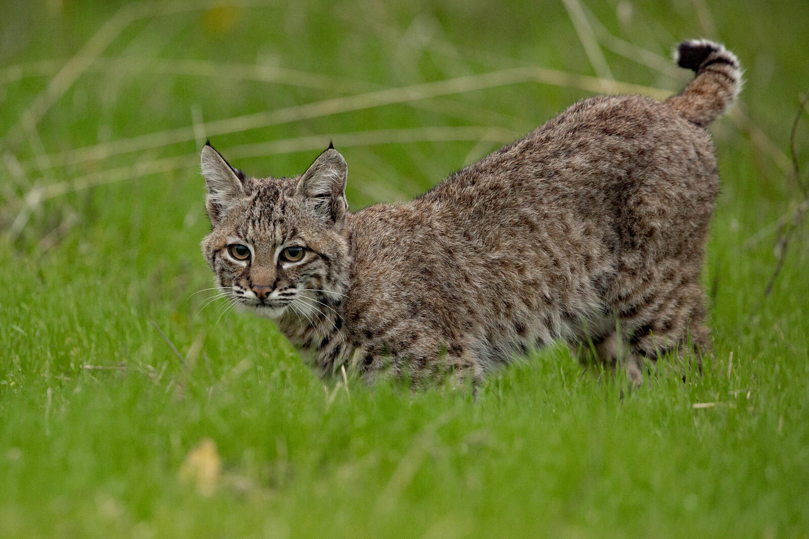 Wallpapers Lynx lynx bobcat animal on the desktop