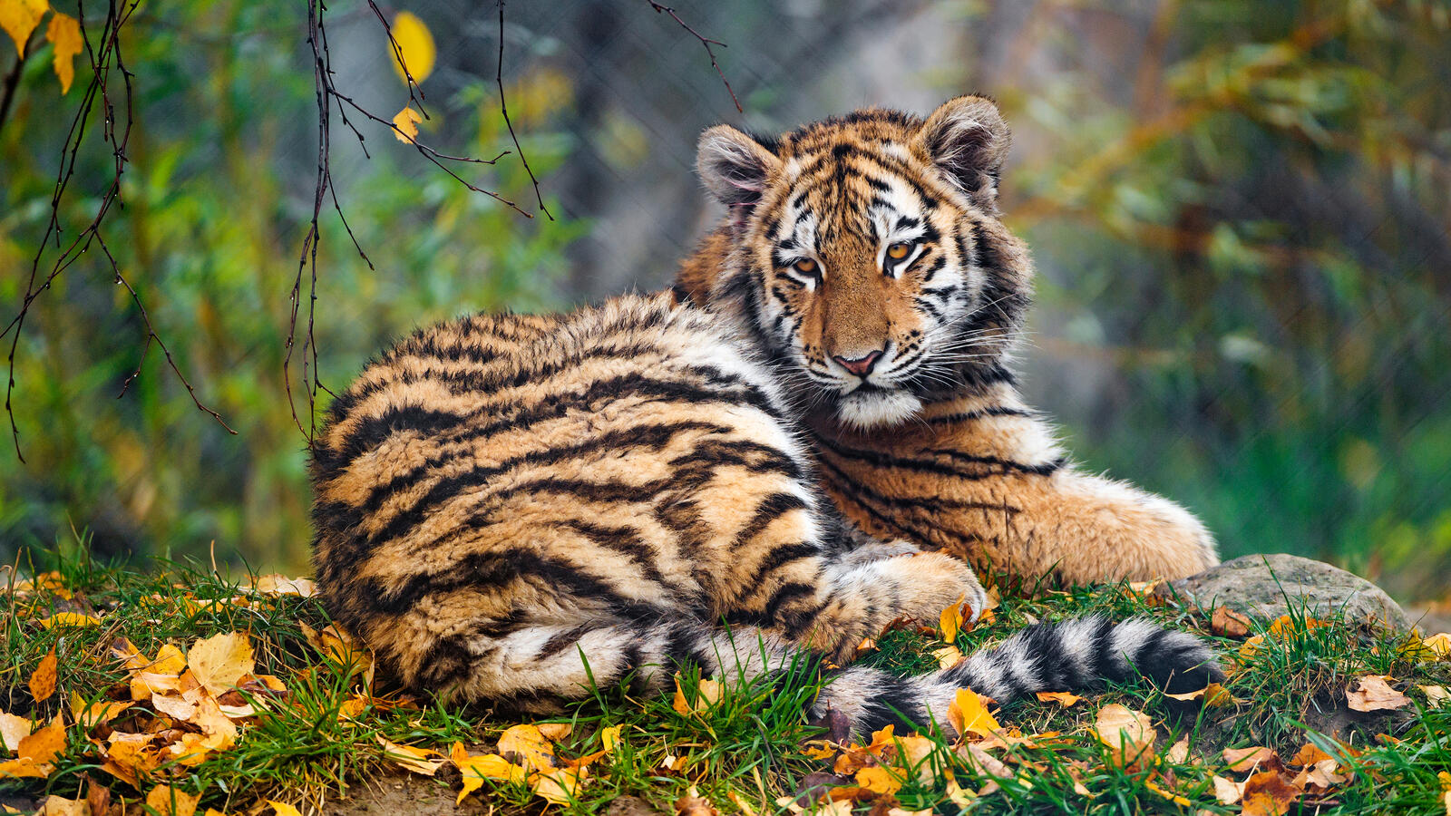 Free photo Autumn tiger cub