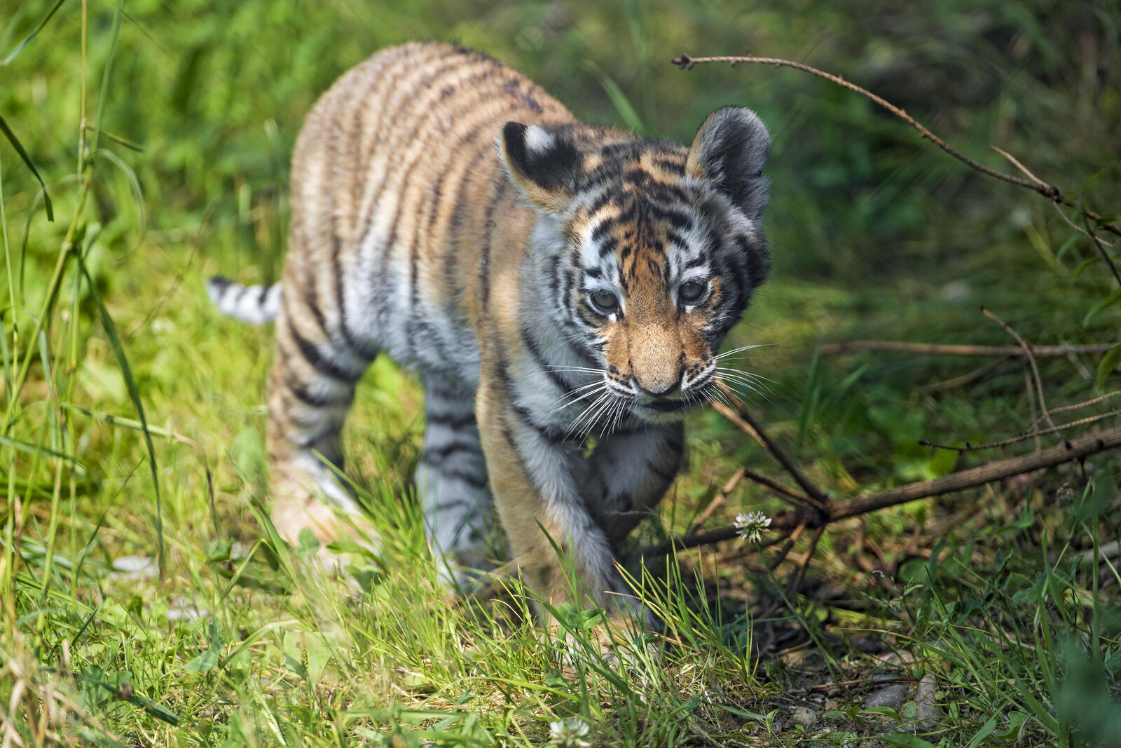 Wallpapers tiger tiger cub face on the desktop