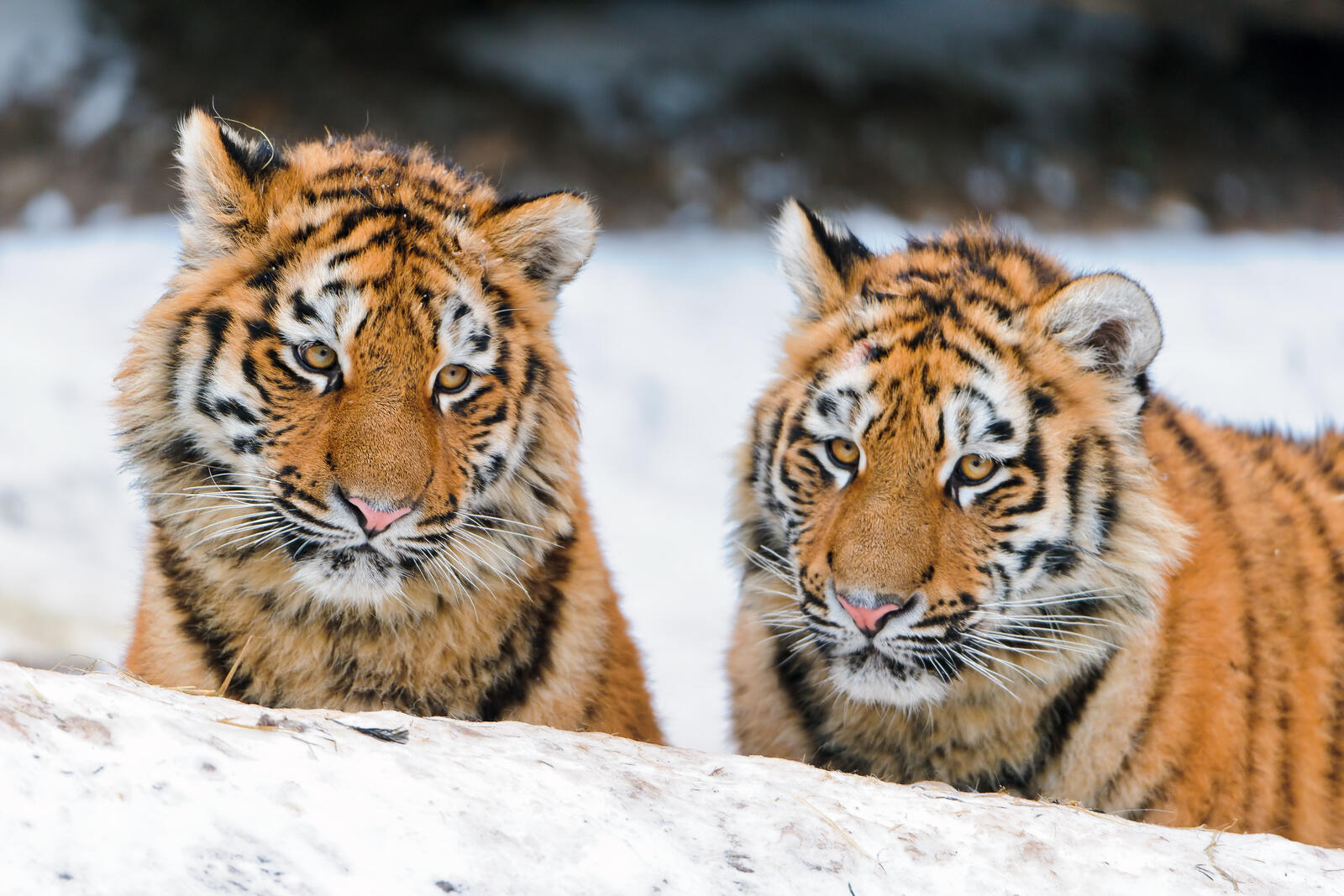 Обои природа тигровые тигры зима на рабочий стол