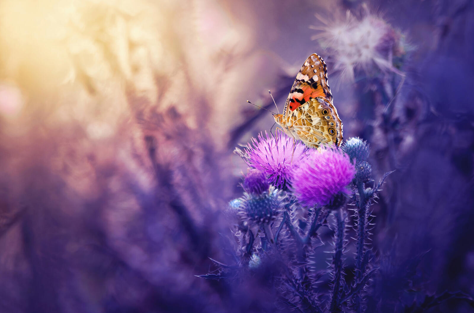 Wallpapers butterfly macro Thistle on the desktop