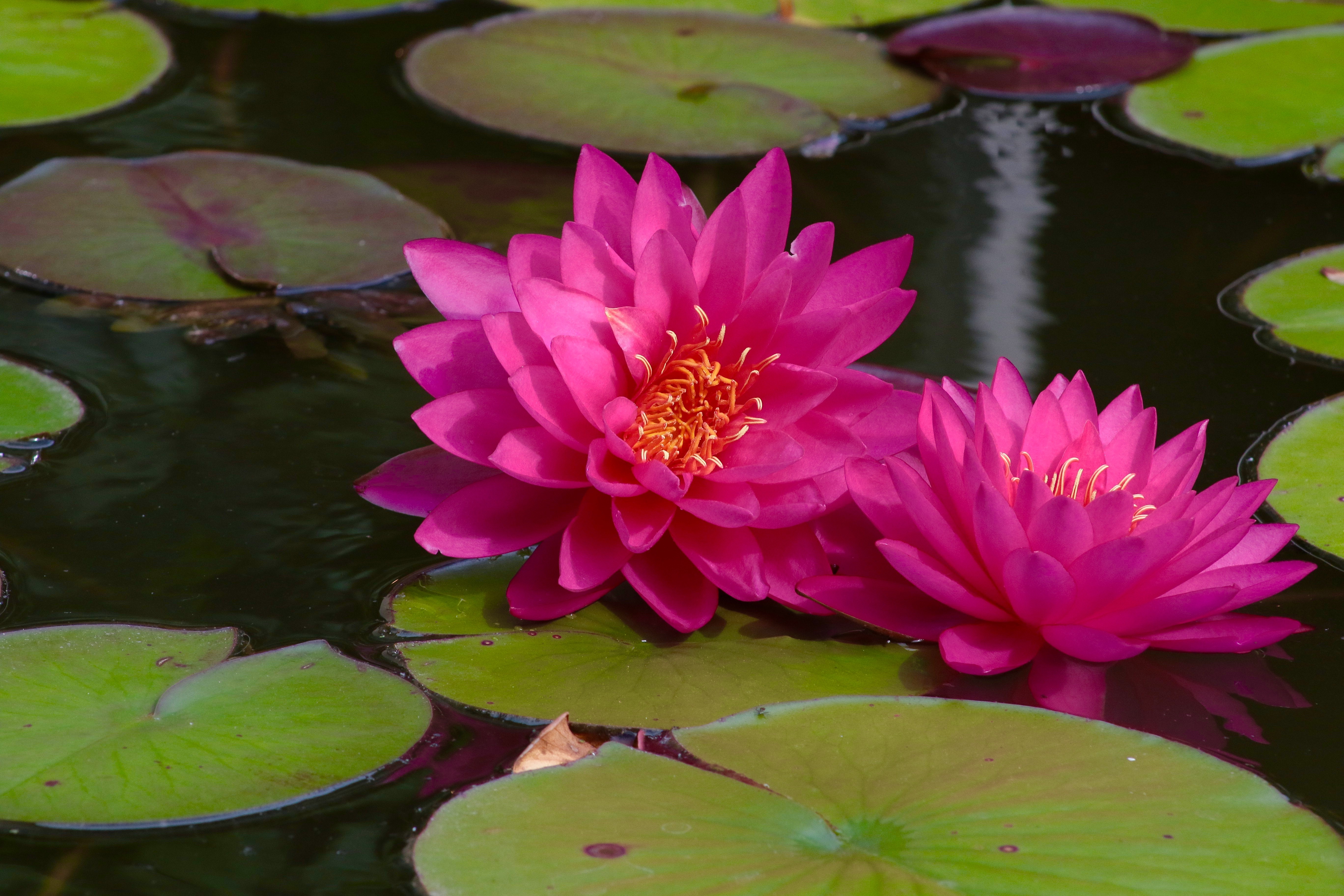 Water lily - free photo