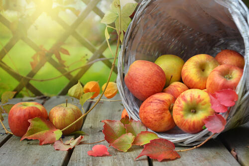 Осенние яблоки в корзинке