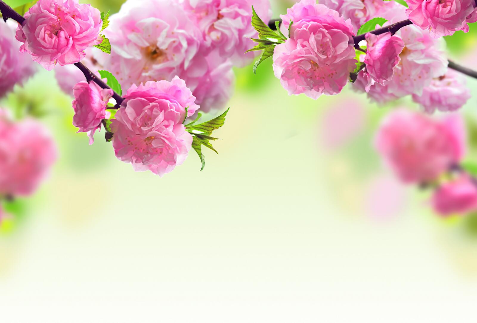 Wallpapers branches flowering flowers on the desktop