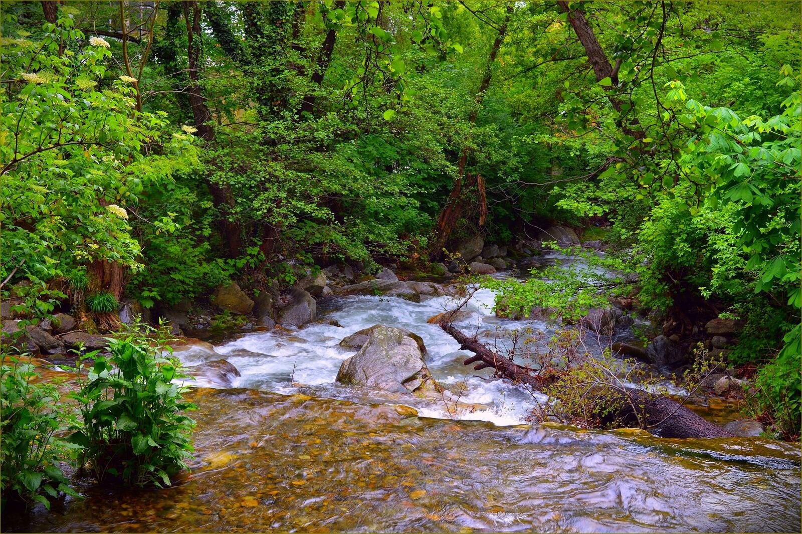 Wallpapers forest nature magical river on the desktop