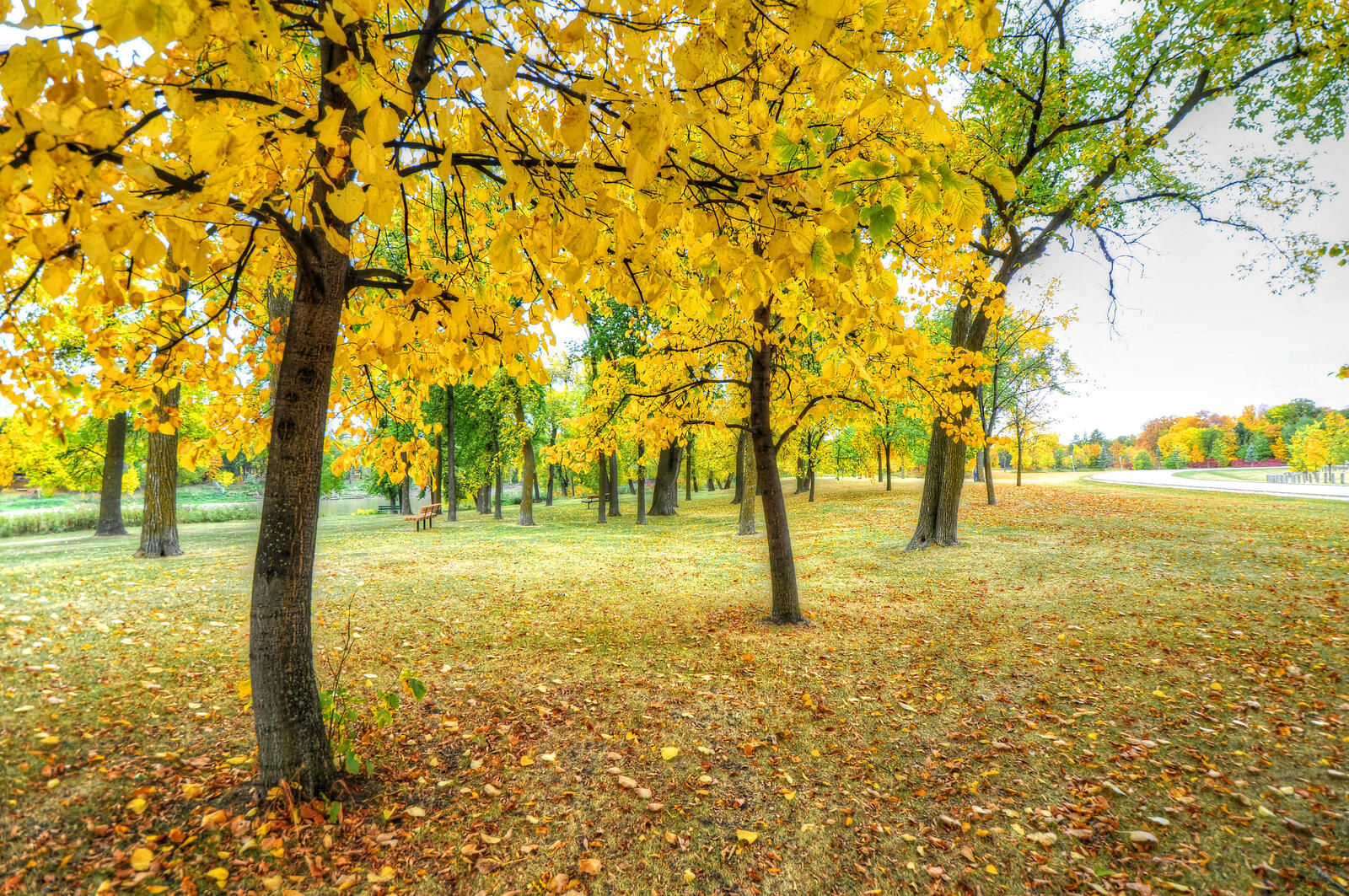Бесплатное фото Осенний парк возле дороги