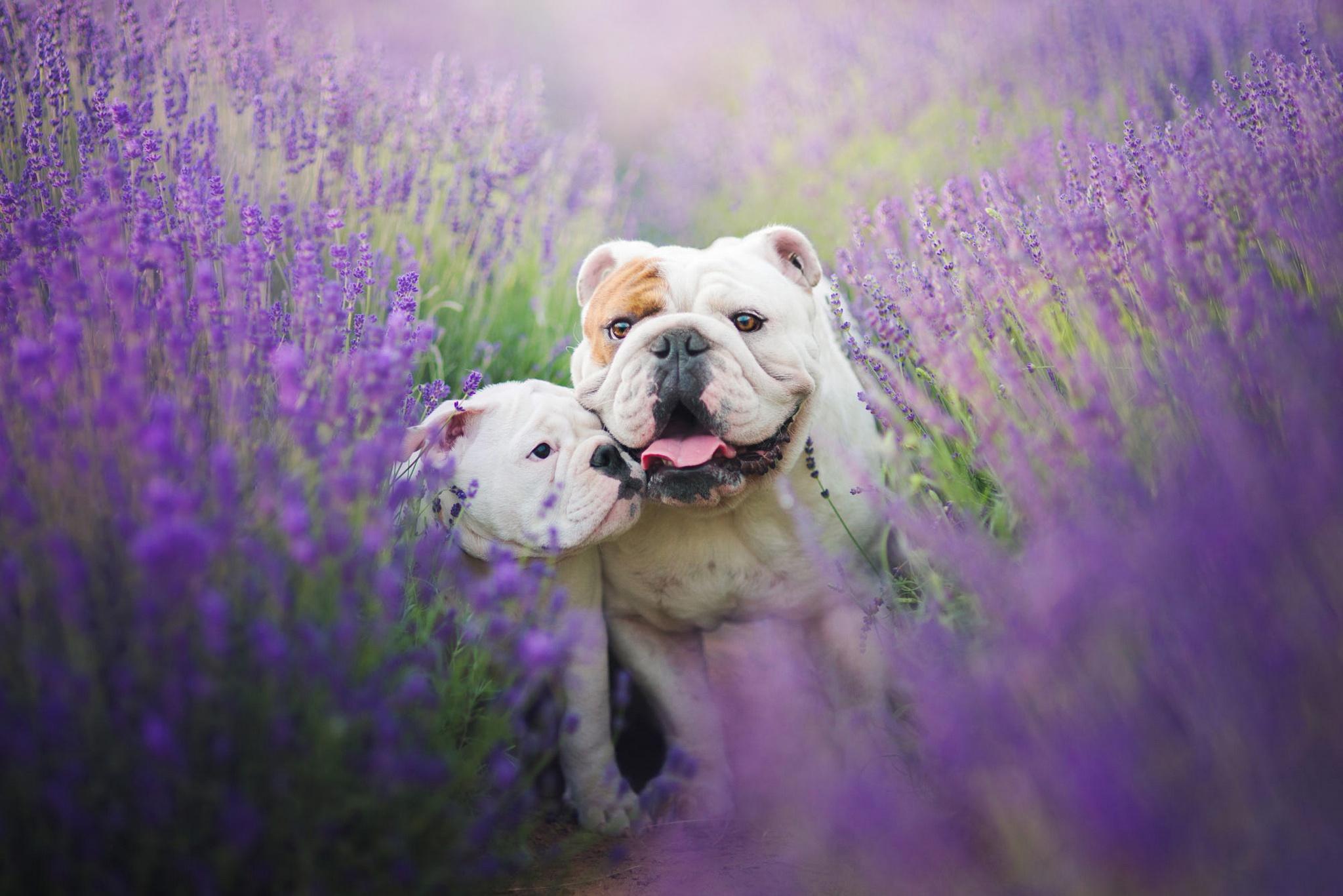 Free photo Bulldogs in lavender