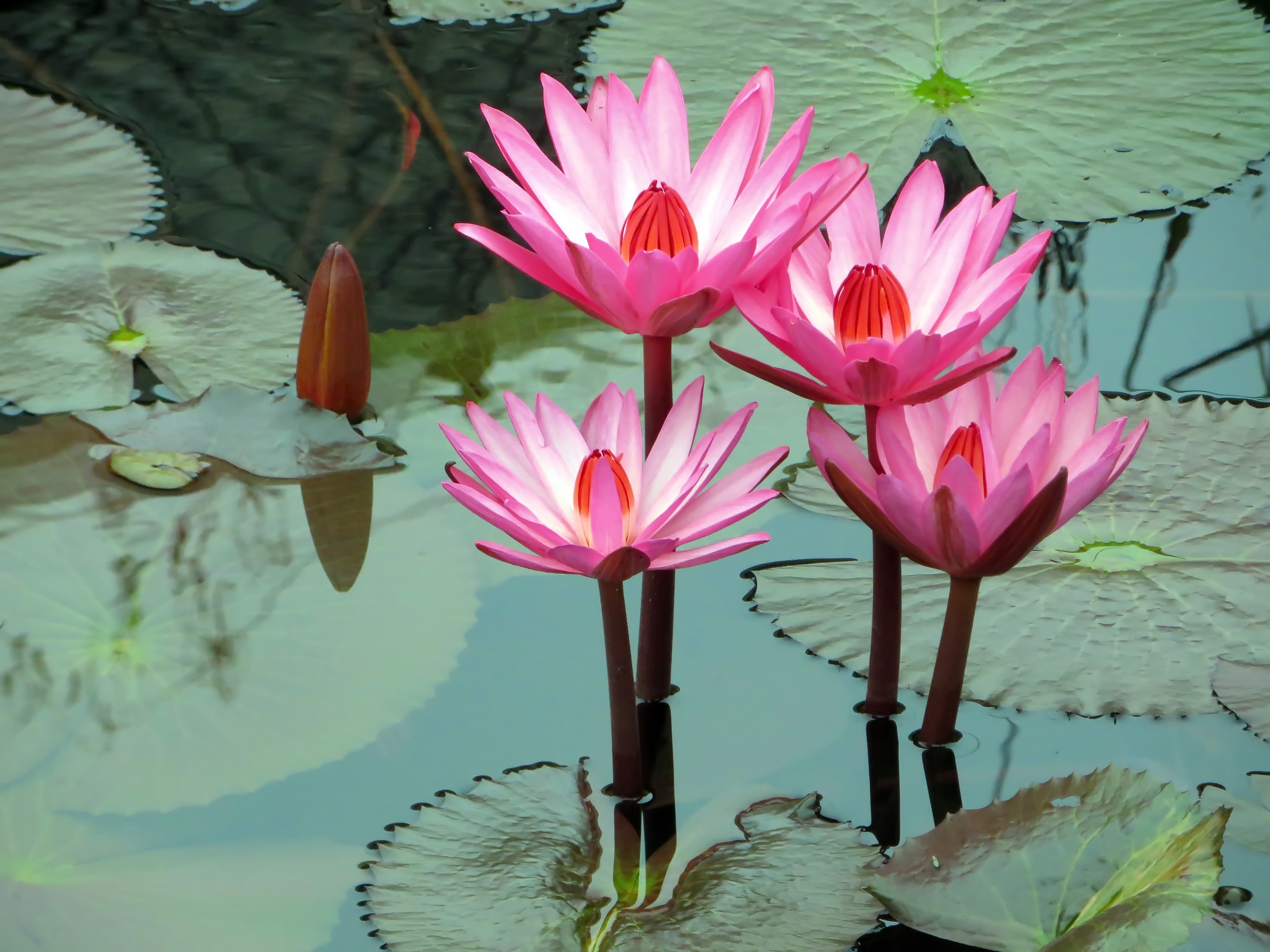 Wallpapers water lily pink leaves on the desktop